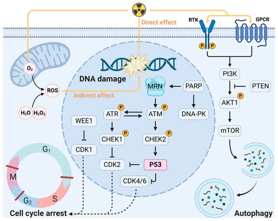 Cancers | Free Full-Text | Exploring Natural Products as ...