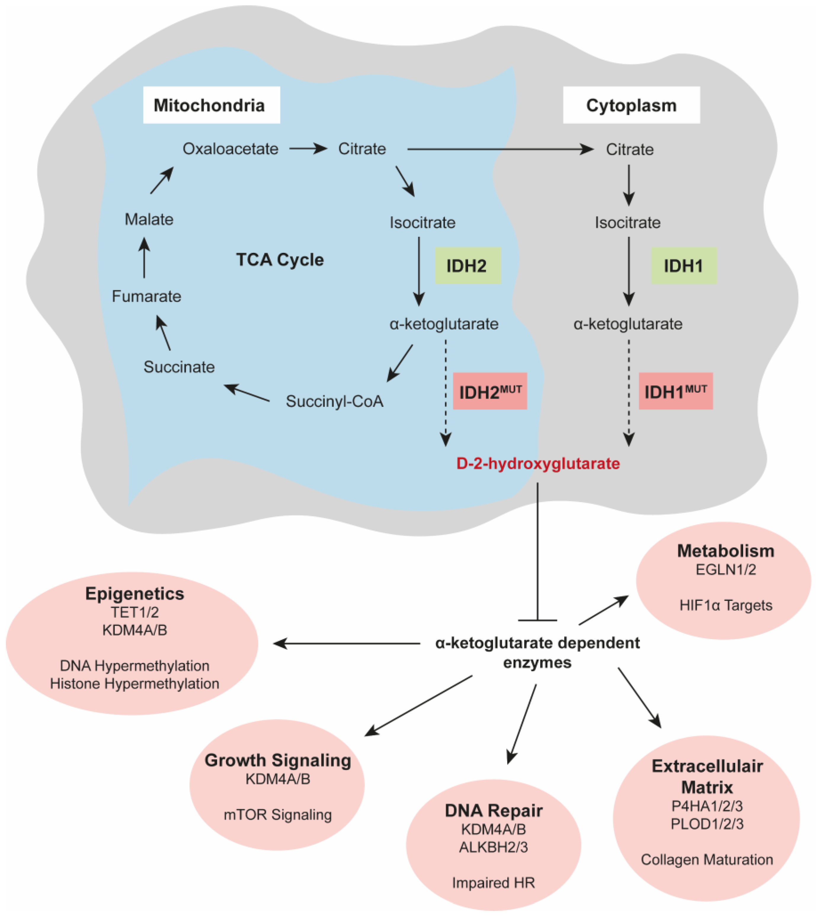 Cancers 15 03603 g001