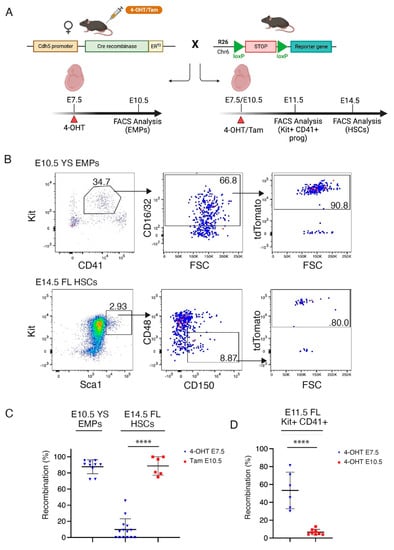 Cancers Free Full Text Hematopoietic Stem Cell Hsc Independent Progenitors Are Susceptible 0342