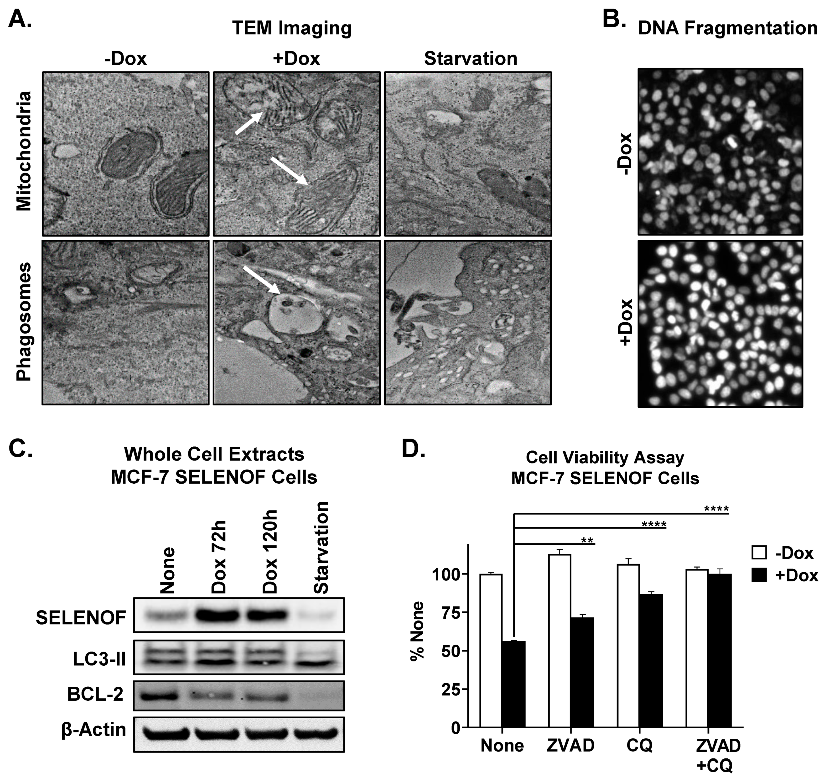 Cancers 15 03671 g006