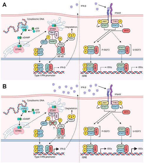 Cancers | Free Full-Text | Loss of PARP7 Increases Type I Interferon ...