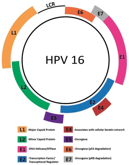 Cancers Free Full Text Herpes Simplex Virus Human Papillomavirus And Cervical Cancer