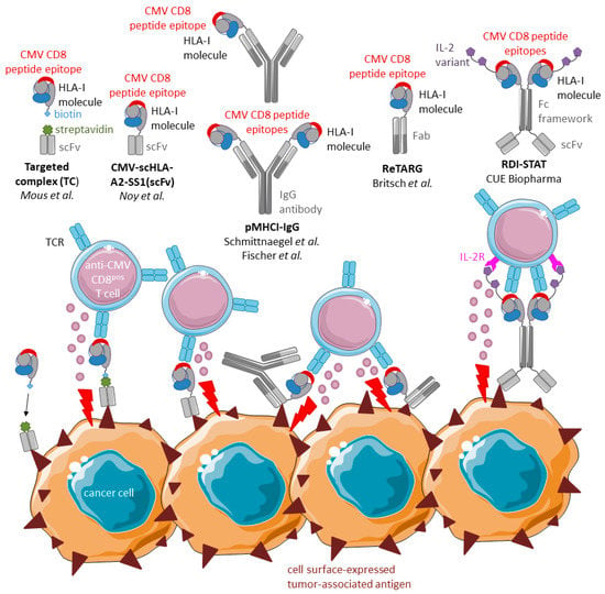 Cancers | Free Full-Text | Applications of Anti-Cytomegalovirus T