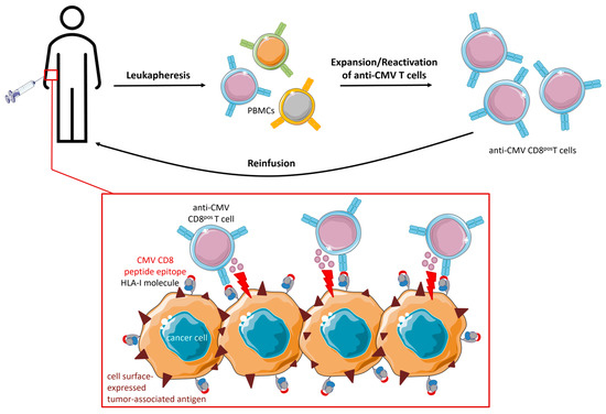 Cancers | Free Full-Text | Applications of Anti-Cytomegalovirus T