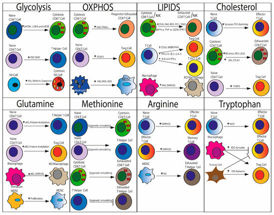 Cancers | Free Full-Text | Metabolites and Immune Response in