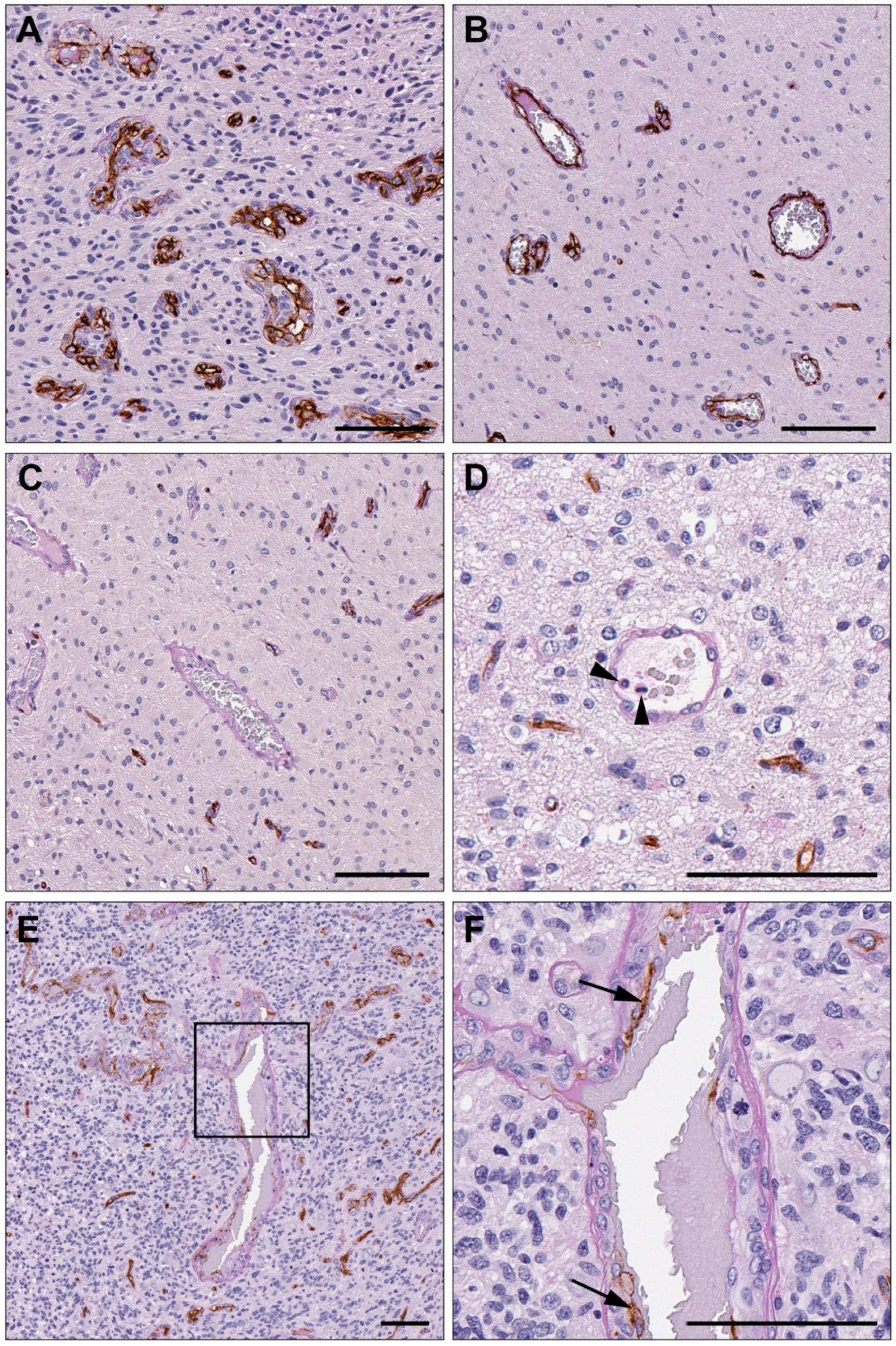 Cancers 15 03922 g001