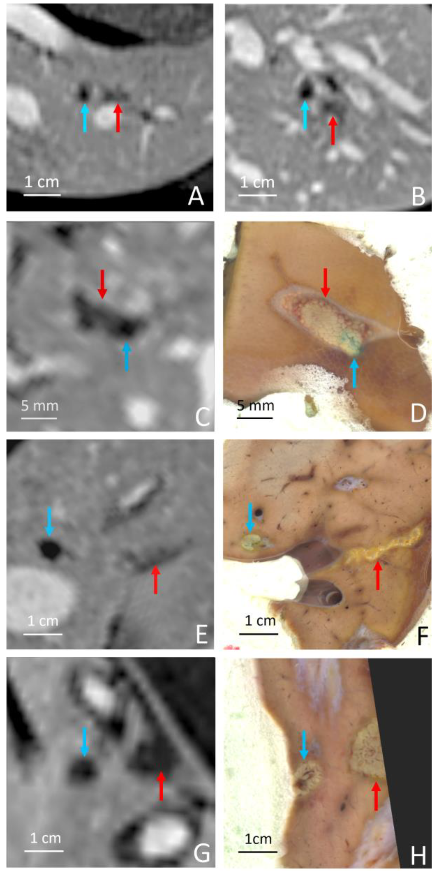 Cancers 15 03961 g007