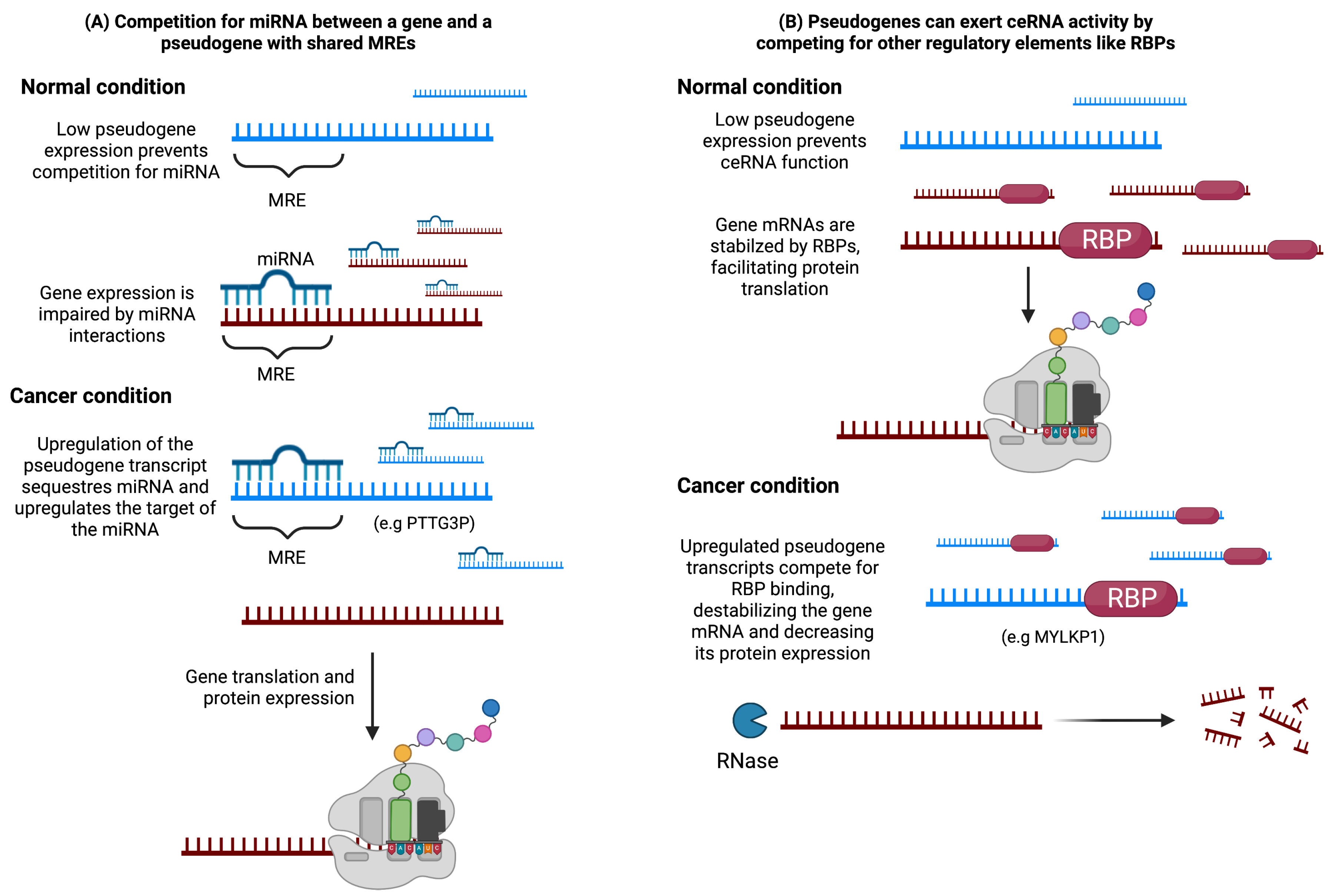 Cancers | Free Full-Text | Pseudogenes in Cancer: State of the Art