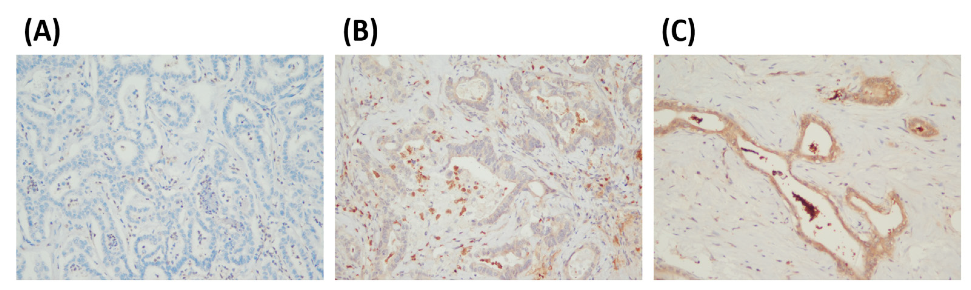 Cancers 15 04131 g002