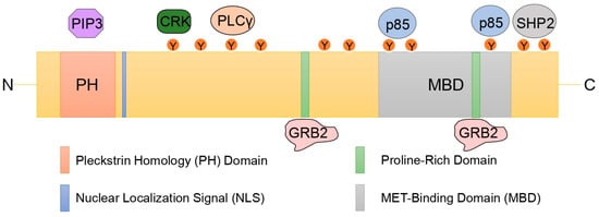 Cancers | Free Full-Text | The Role of GAB1 in Cancer