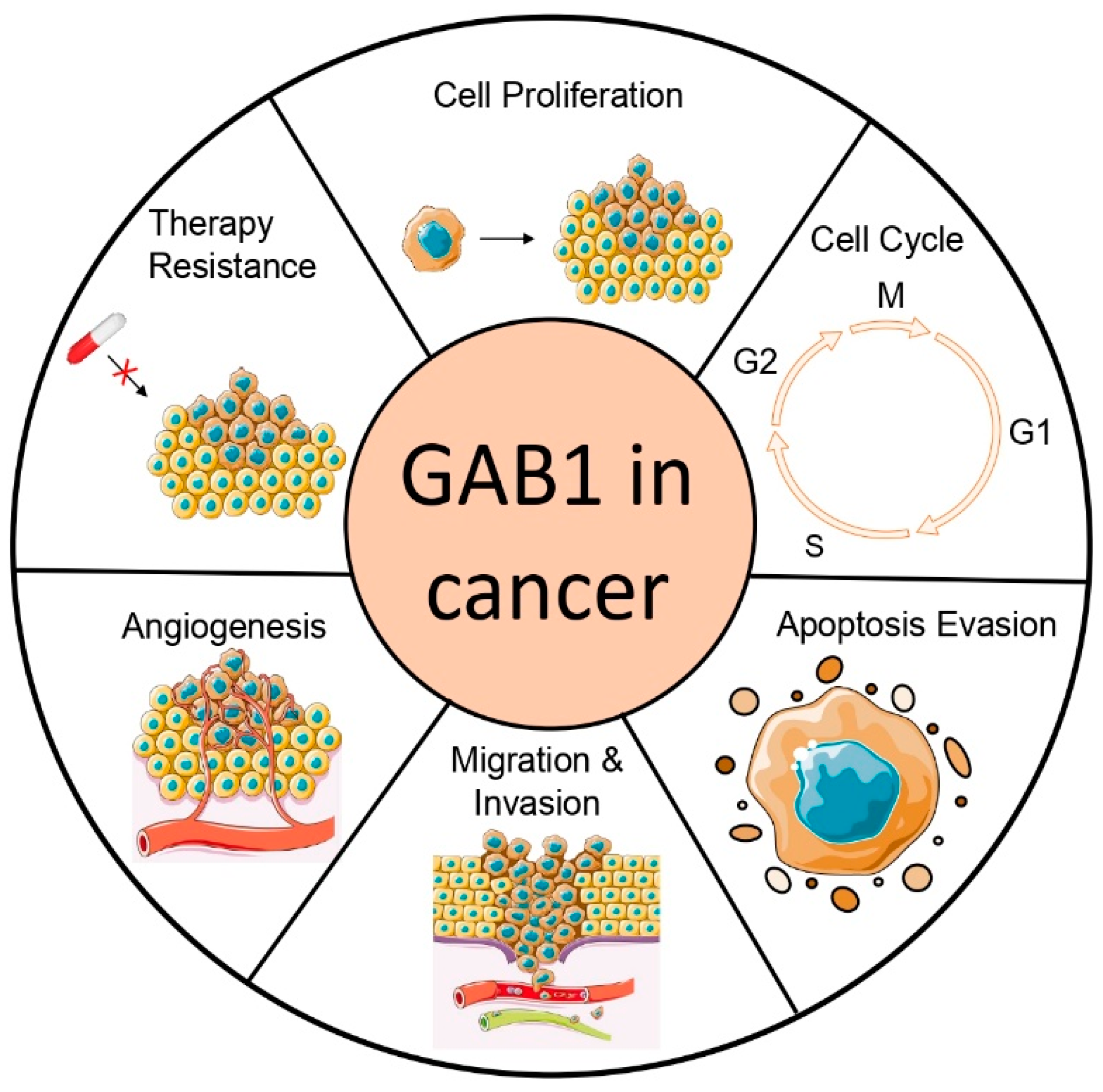 Cancers | Free Full-Text | The Role of GAB1 in Cancer