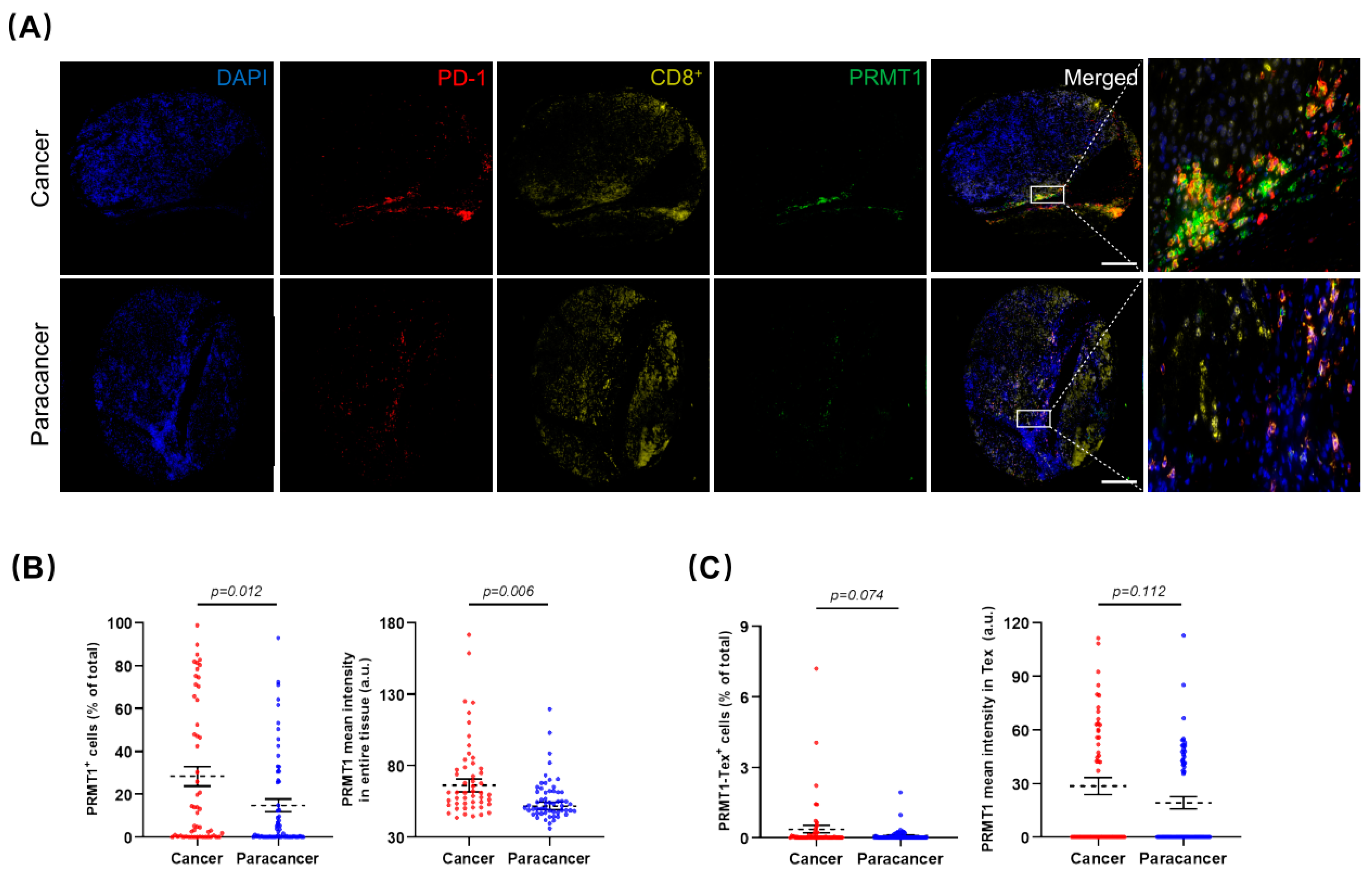 Cancers 15 04183 g008a