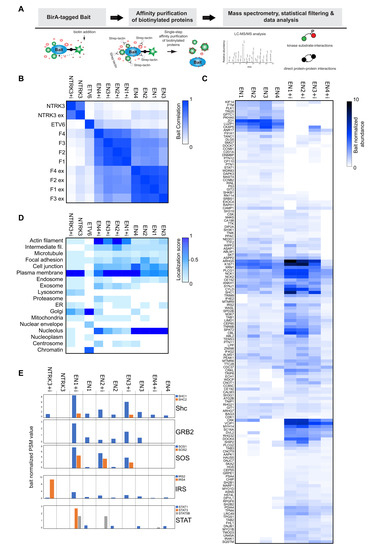 Cancers | Free Full-Text | The Impact of ETV6-NTRK3 Oncogenic Gene 