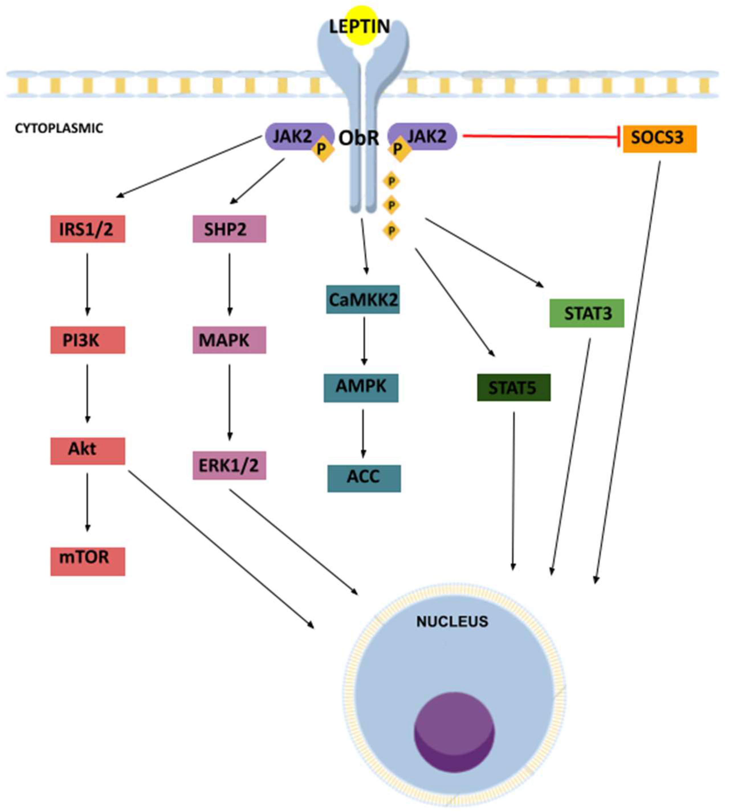 Cancers | Free Full-Text | Role of Leptin and Adiponectin in 