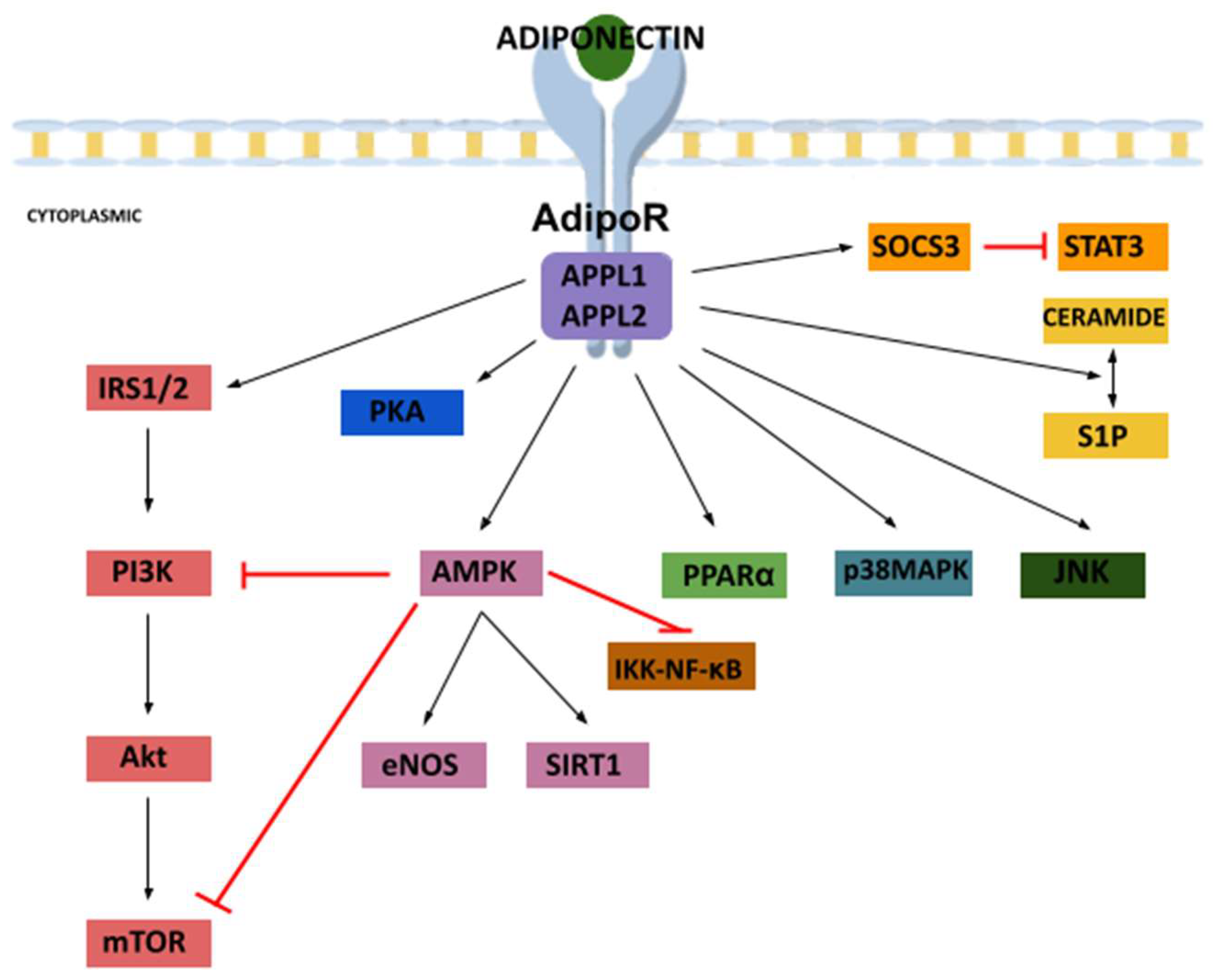 Cancers | Free Full-Text | Role of Leptin and Adiponectin in 