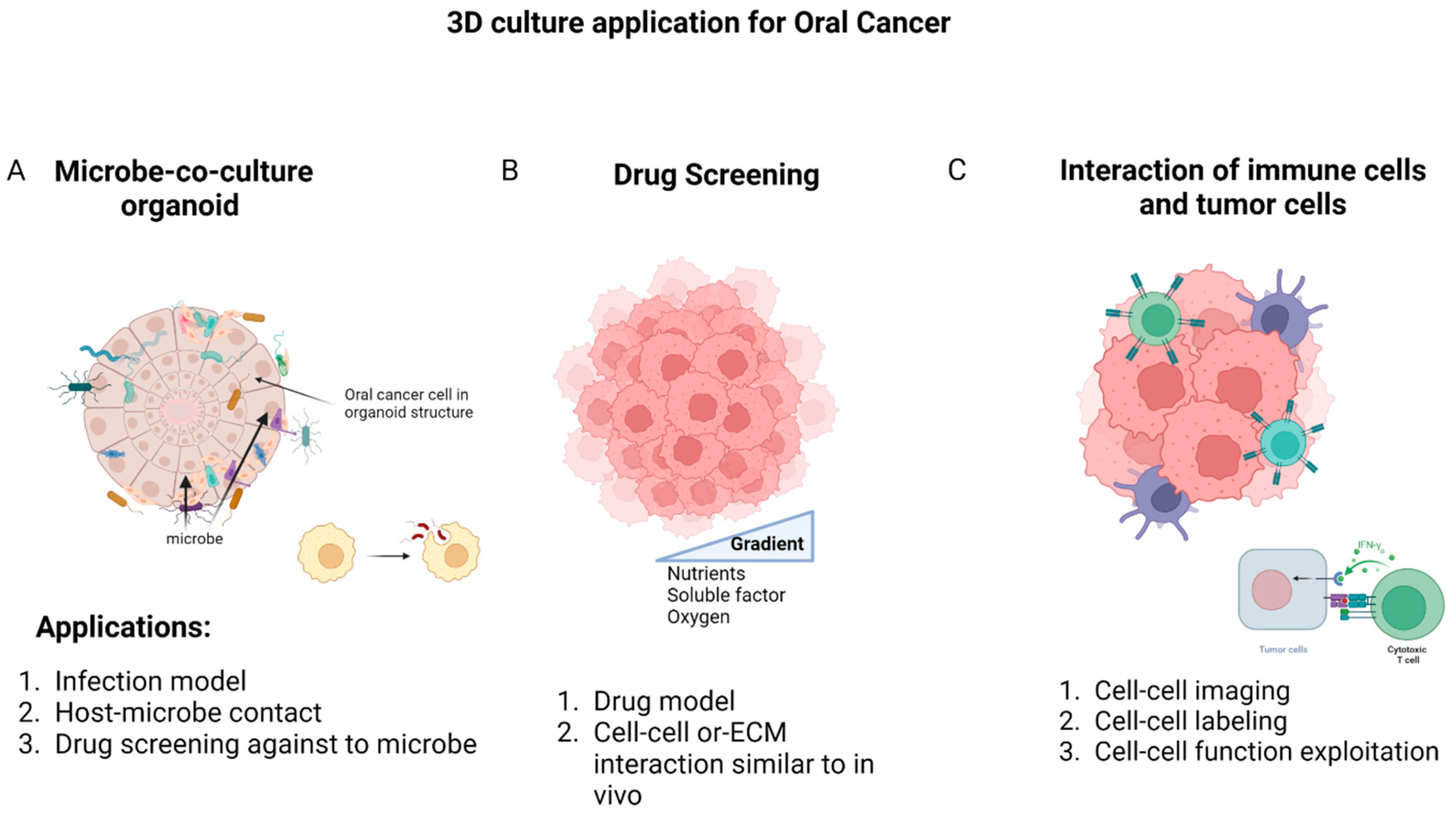 Cancers | Free Full-Text | The Three-Dimensional In Vitro Cell Culture ...