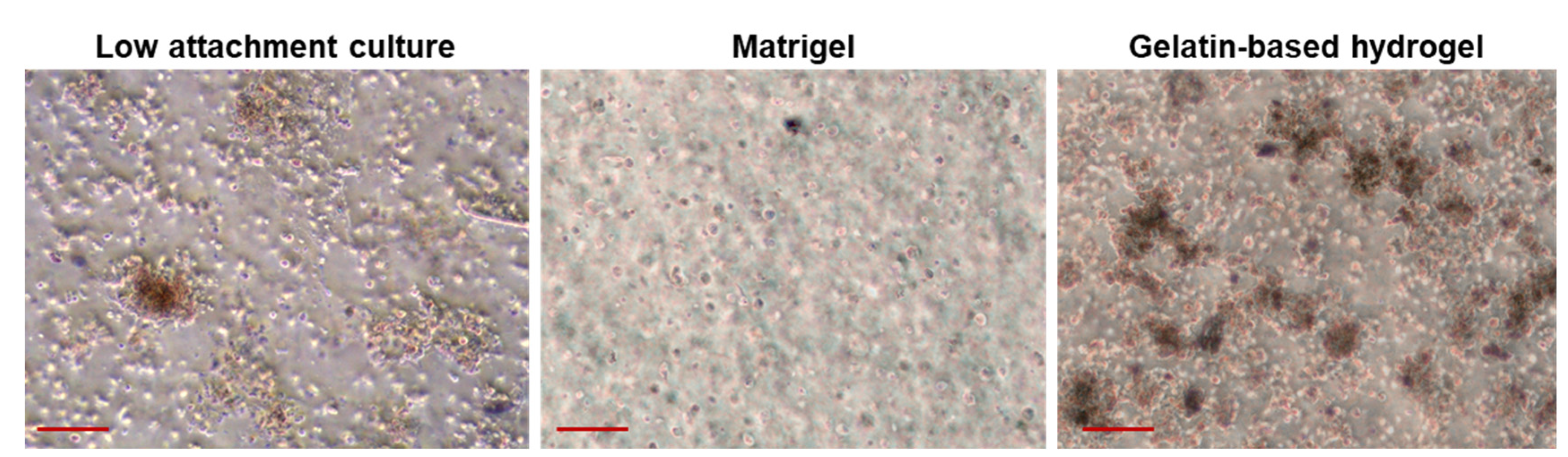 Cancers 15 04339 g003