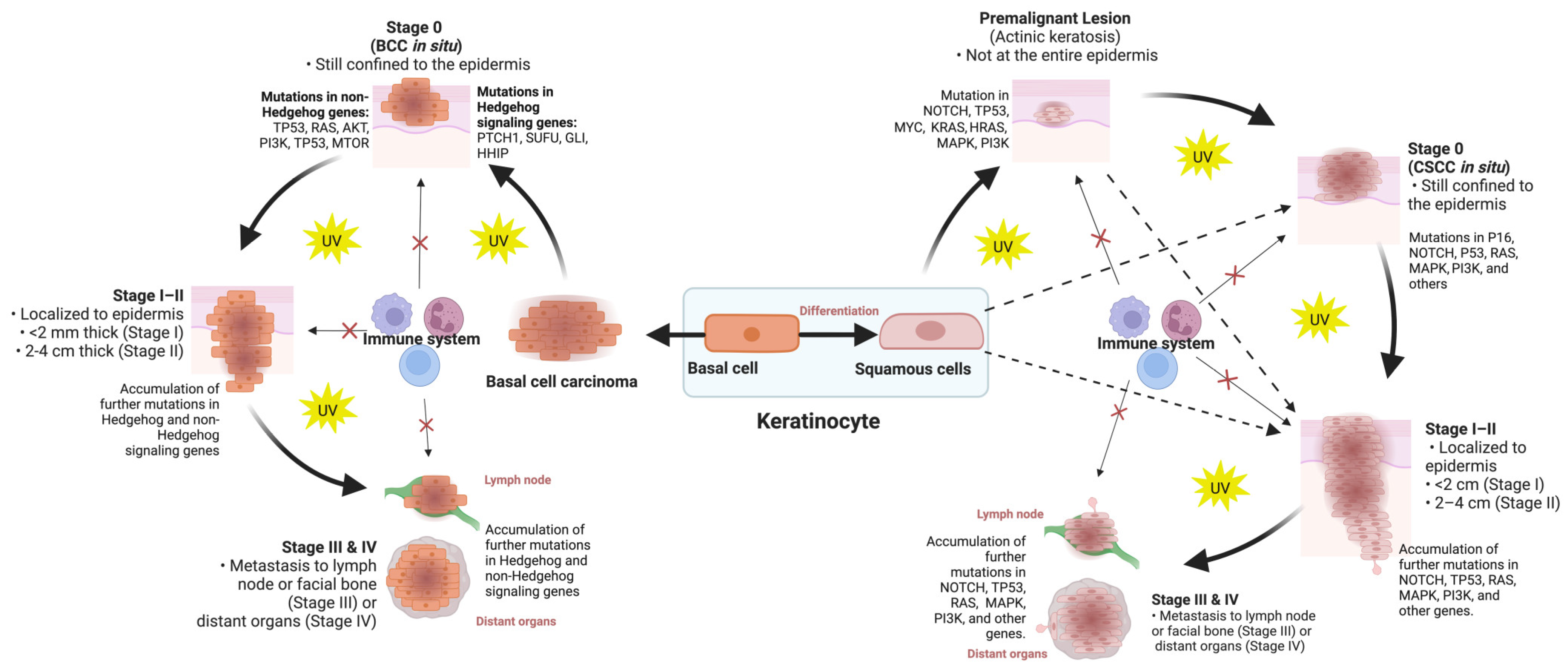 Cancers 15 04463 g003 Cancers 15 04463 g003