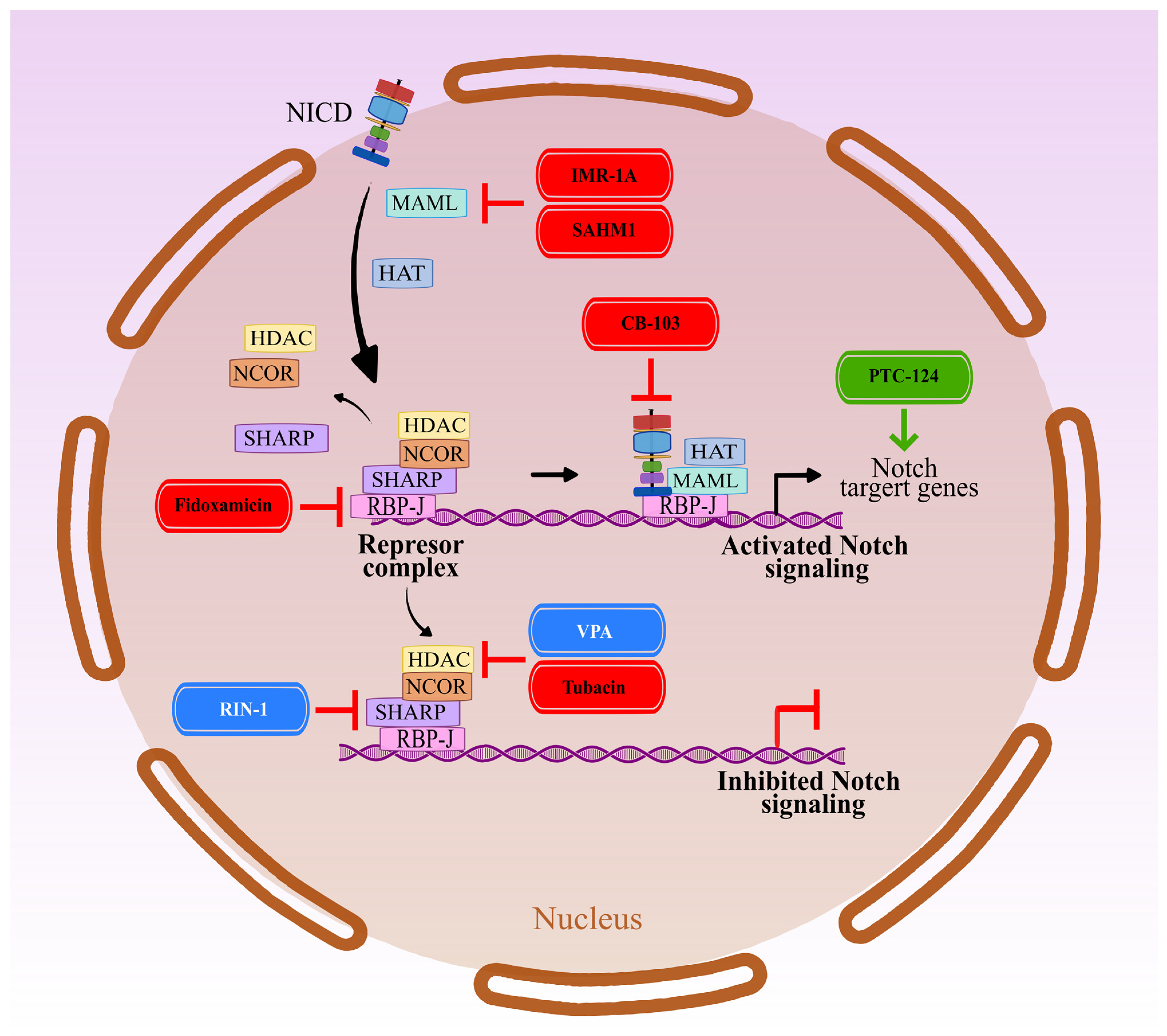Cancers | Free Full-Text | Modulation of Notch Signaling by Small 