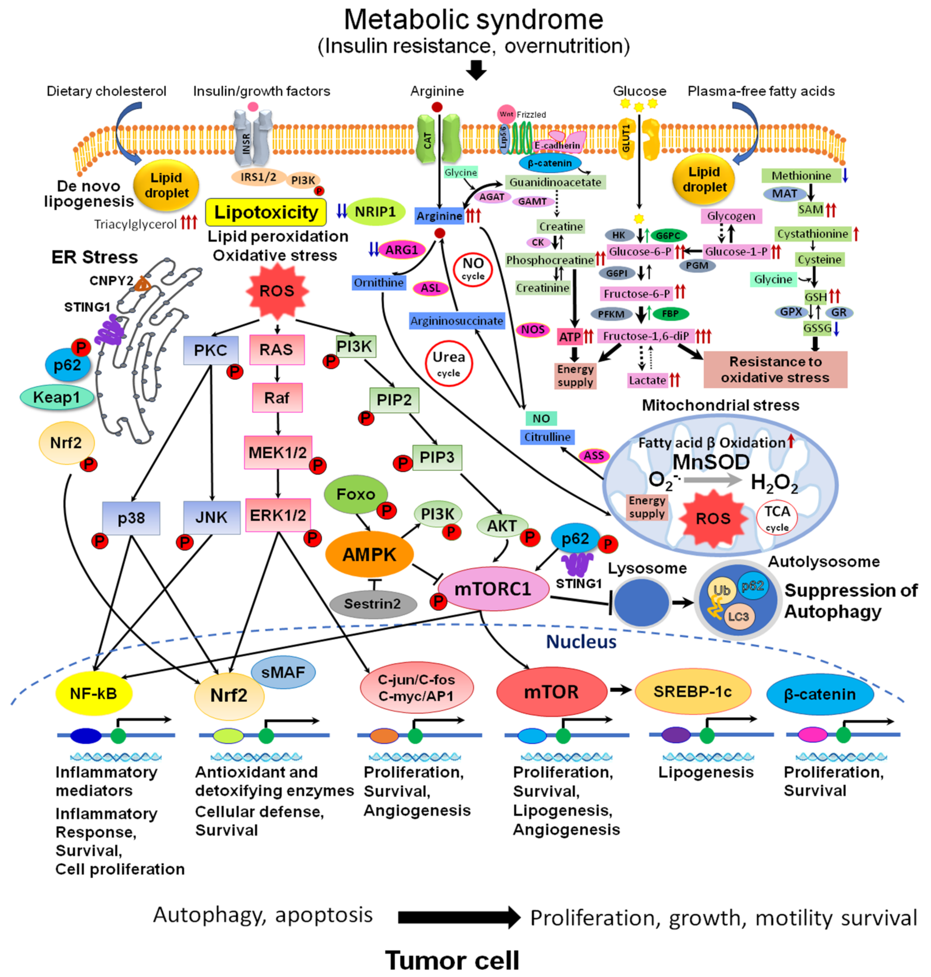 Monoacylglycerol Acyltransferase 2 (MGAT2) Inhibitors for the Treatment of  Metabolic Diseases and Nonalcoholic Steatohepatitis (NASH)