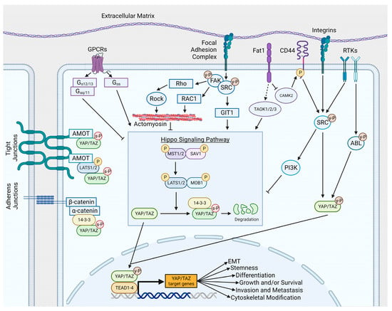 Cancers | Free Full-Text | Multi-Functional Regulation by YAP/TAZ ...