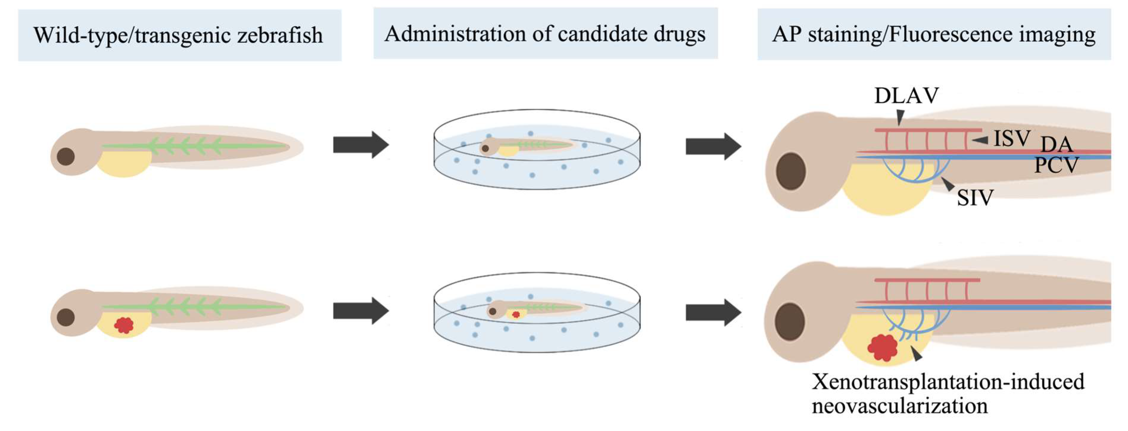 Cancers 15 04721 g002