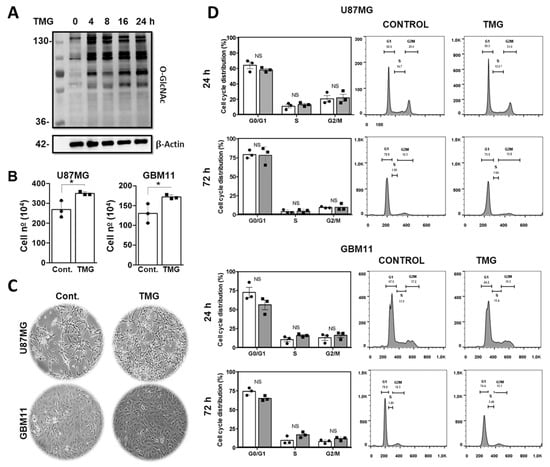 Pharmacological Inhibition of O-GlcNAcase Enhances Autophagy in