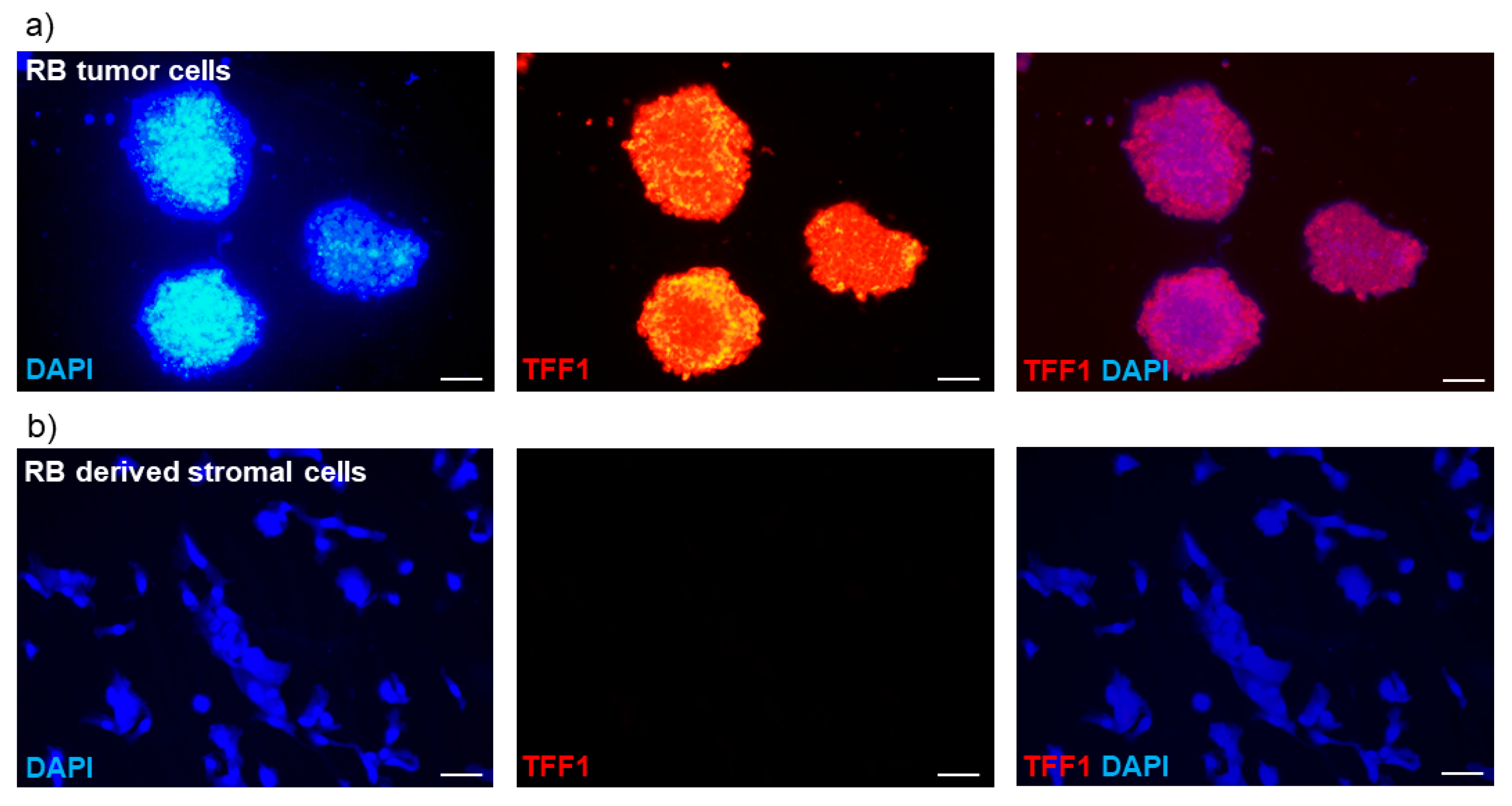 Cancers 15 04828 g003