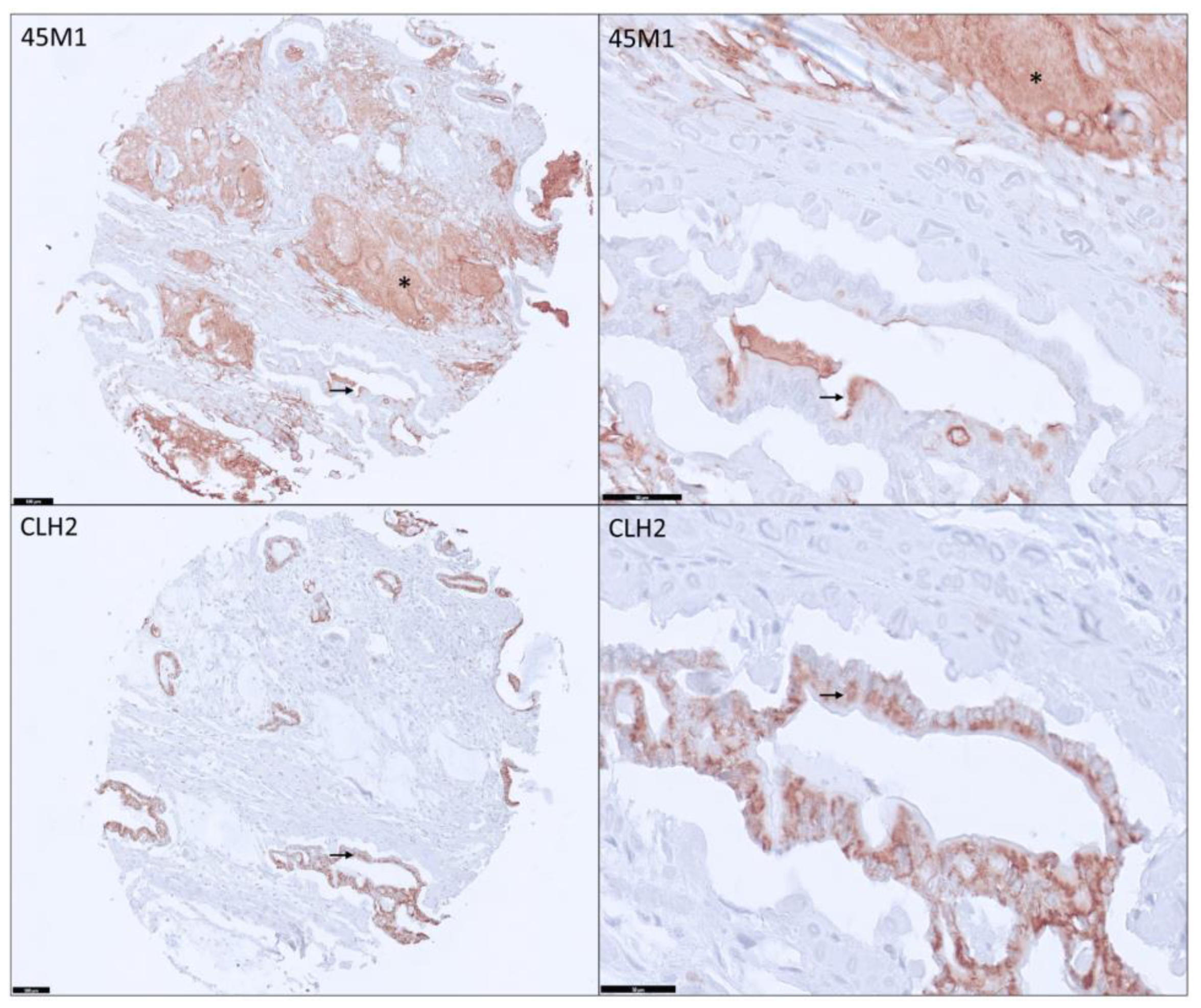 Cancers 15 04832 g002