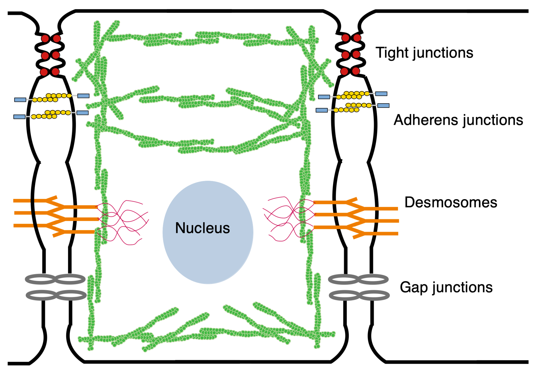 Cancers | Free Full-Text | The Interaction of Mechanics and the Hippo ...