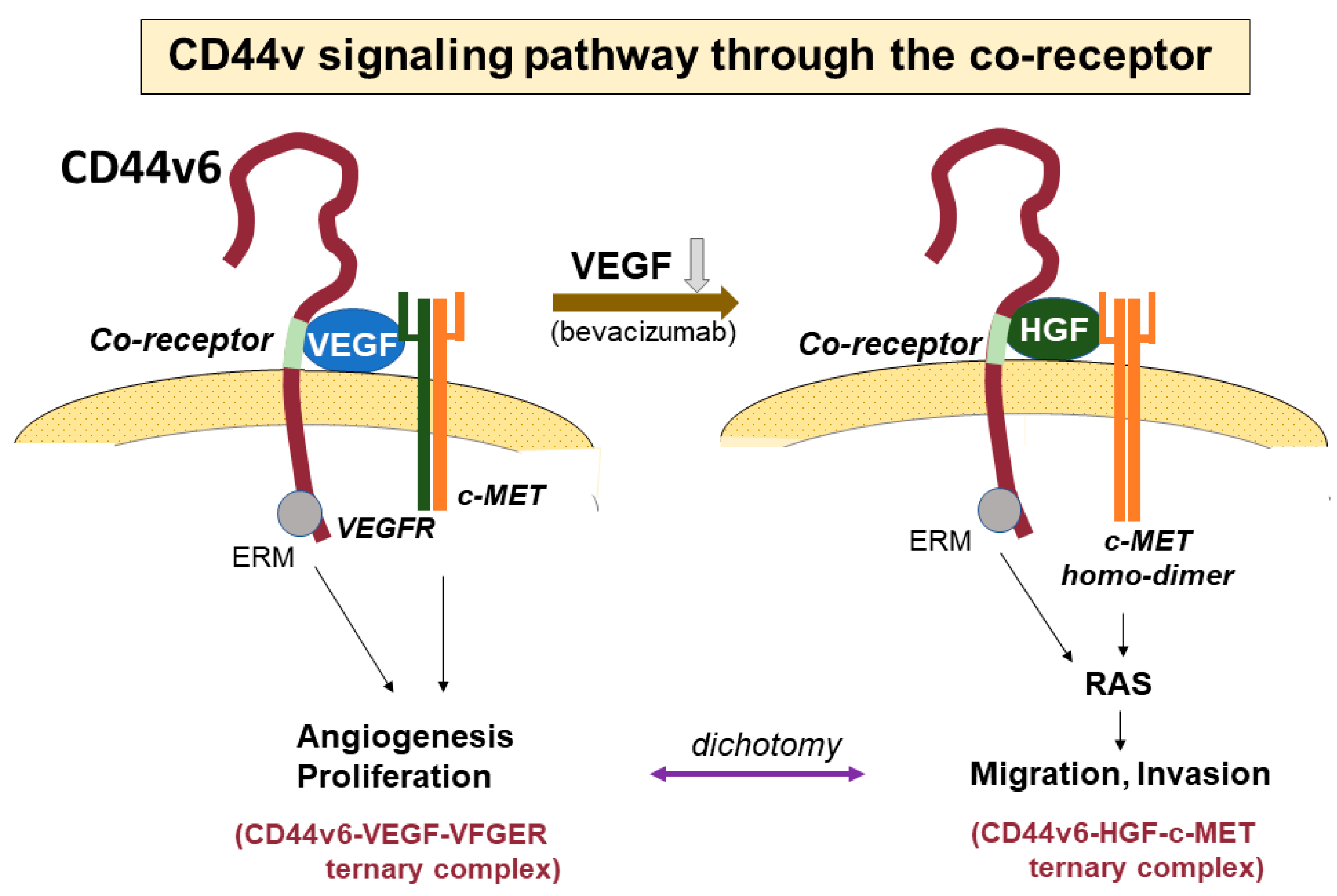 Cancers 15 04898 g004