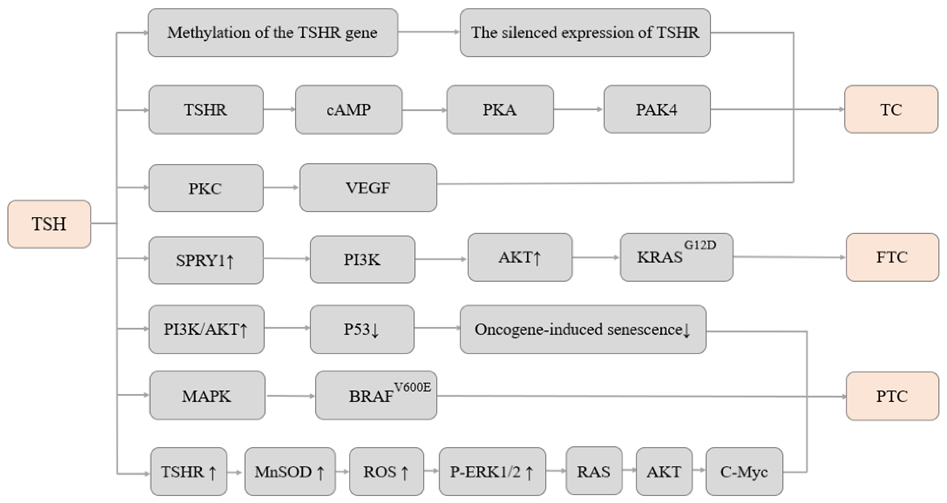 Cancers 15 05017 g001 Cancers 15 05017 g001