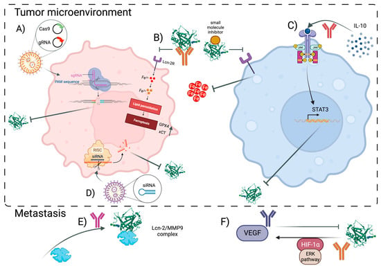 Cancers | Free Full-Text | Lipocalin-2: A Nurturer of Tumor Progression ...