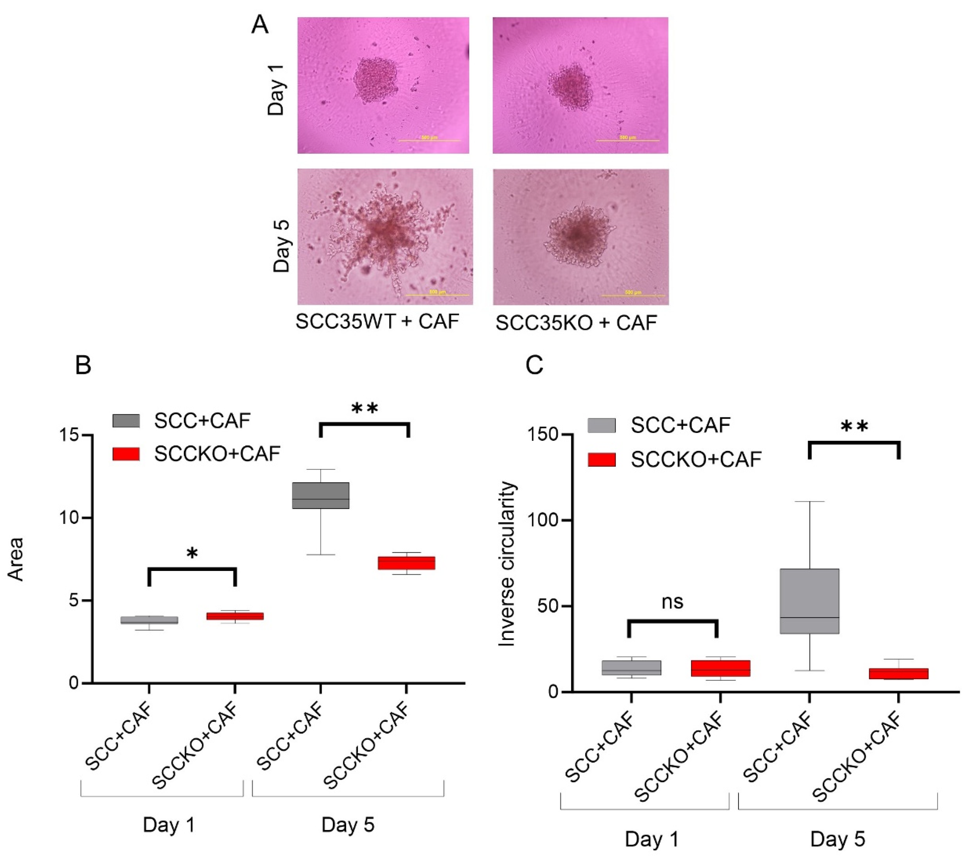 Cancers 15 05168 g003 Cancers 15 05168 g003