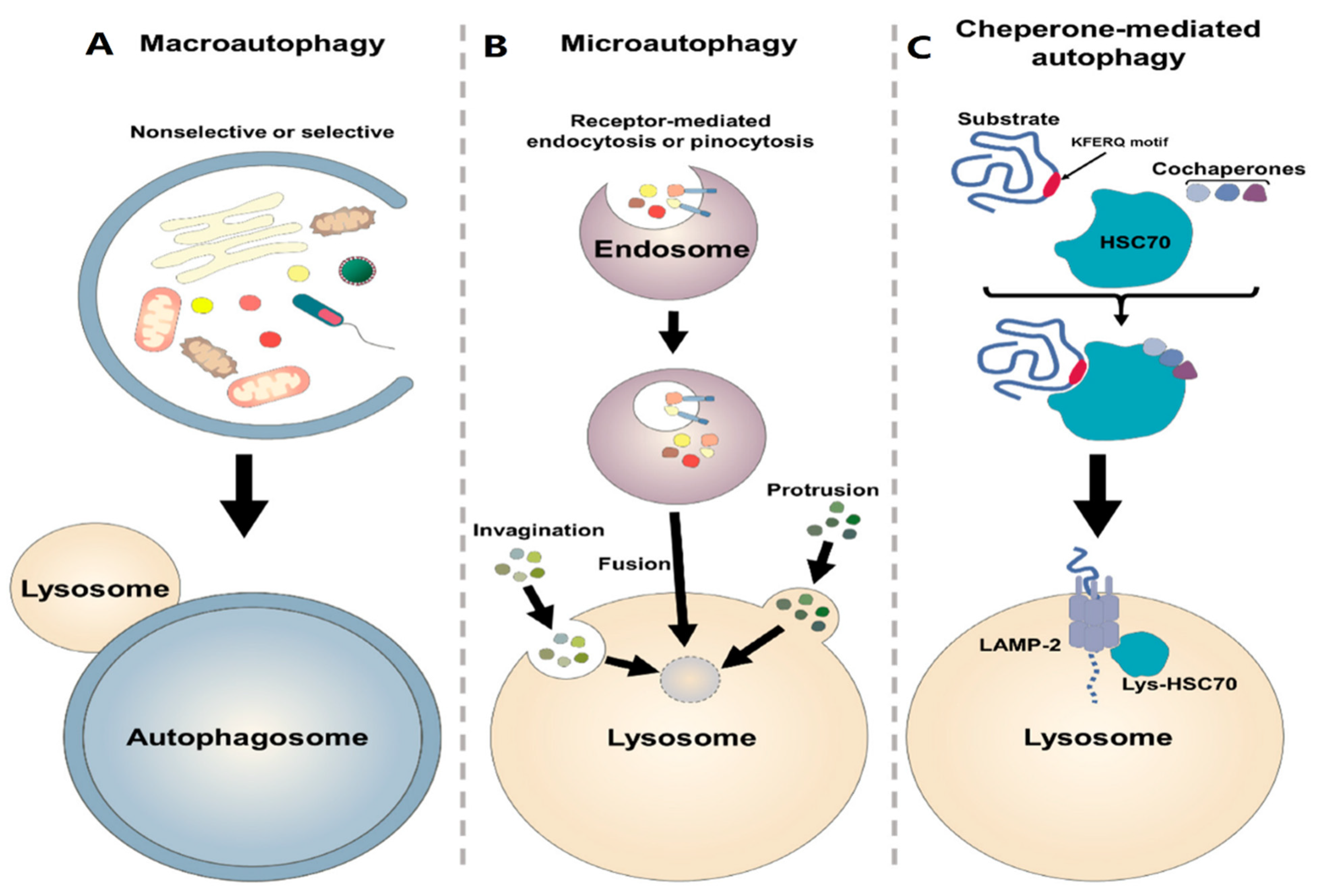 Cancers 15 05269 g003 Cancers 15 05269 g003