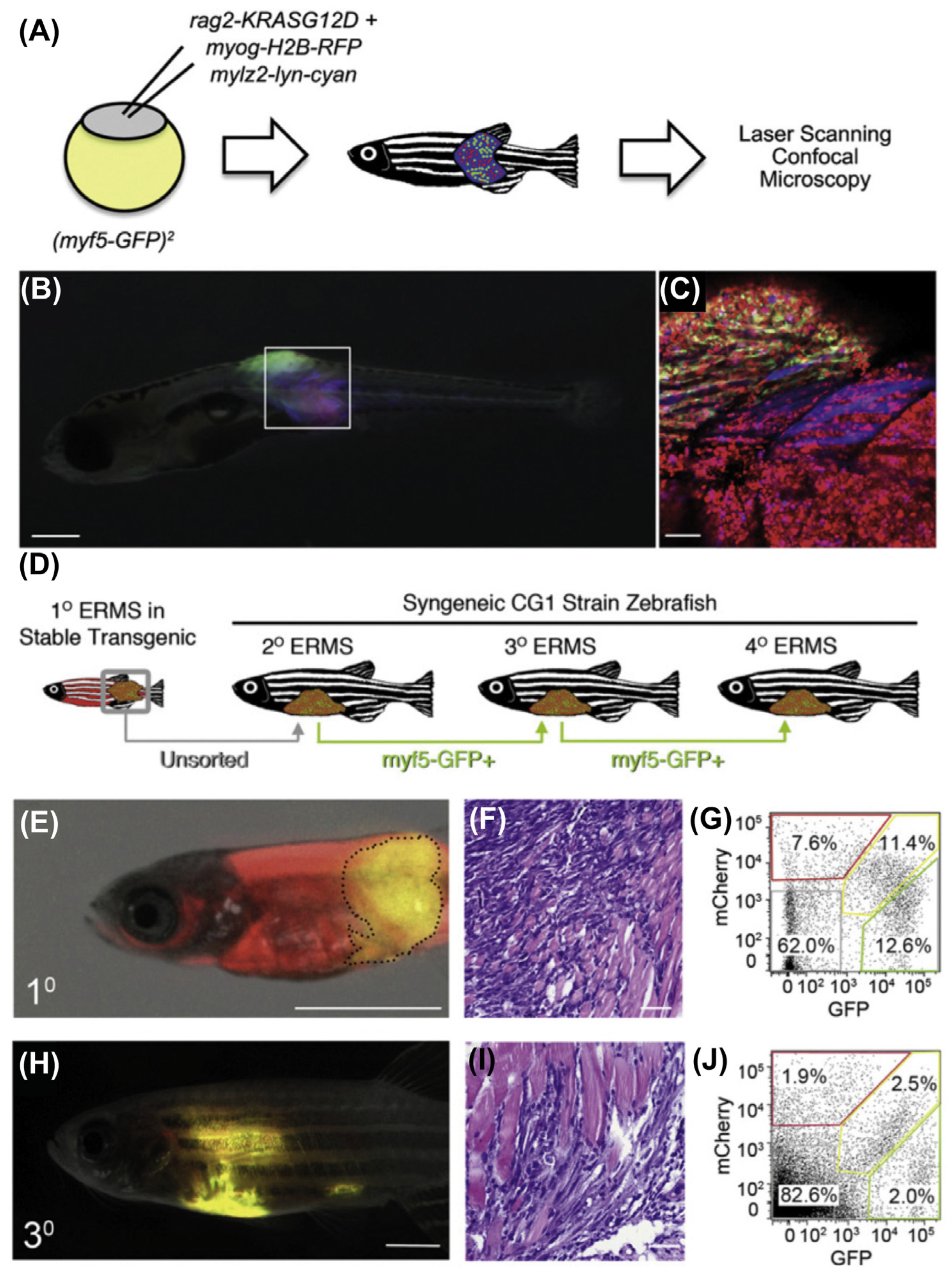 Cancers 15 05269 g009 Cancers 15 05269 g009