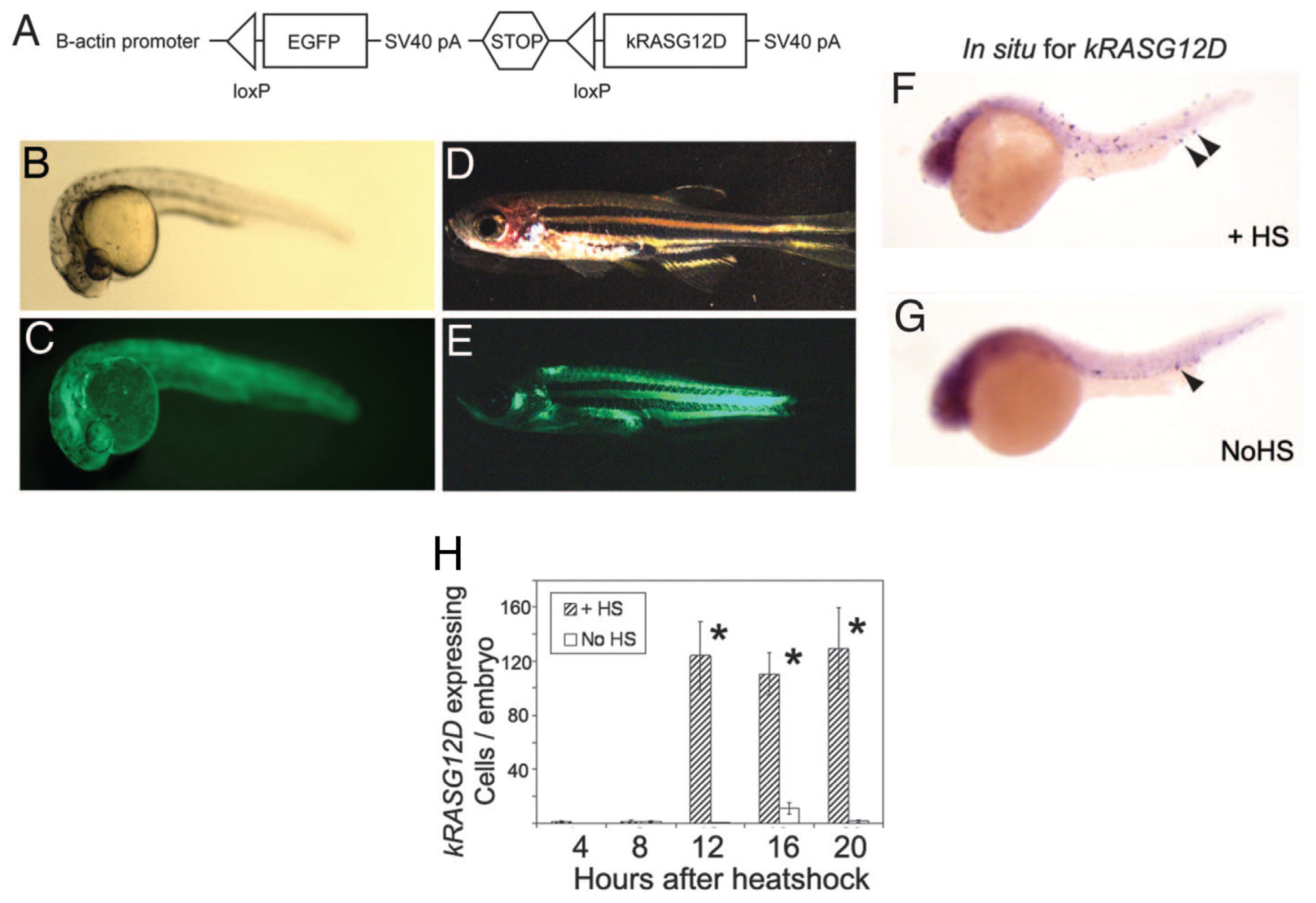 Cancers 15 05269 g010 Cancers 15 05269 g010