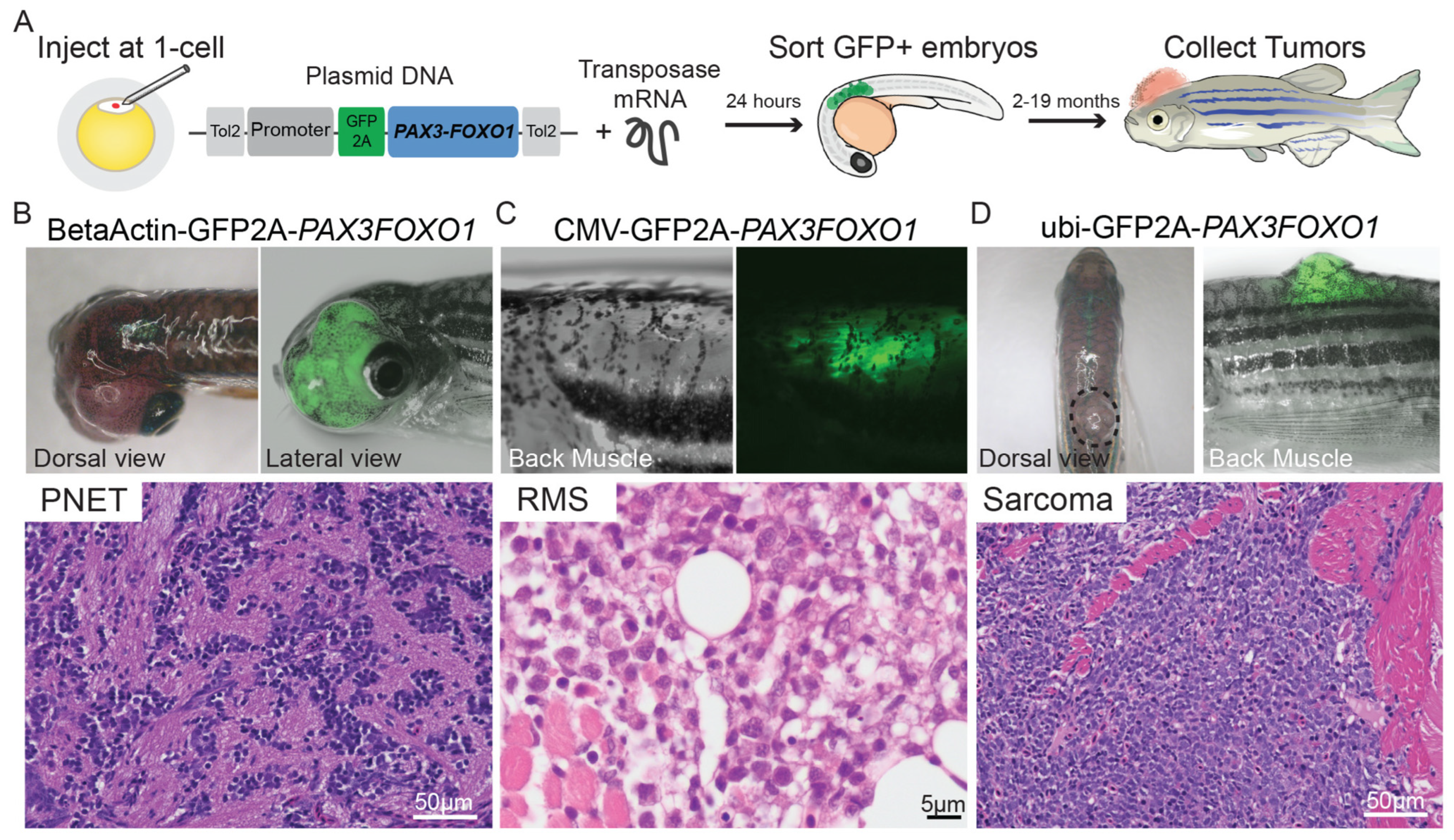 Cancers 15 05269 g011 Cancers 15 05269 g011