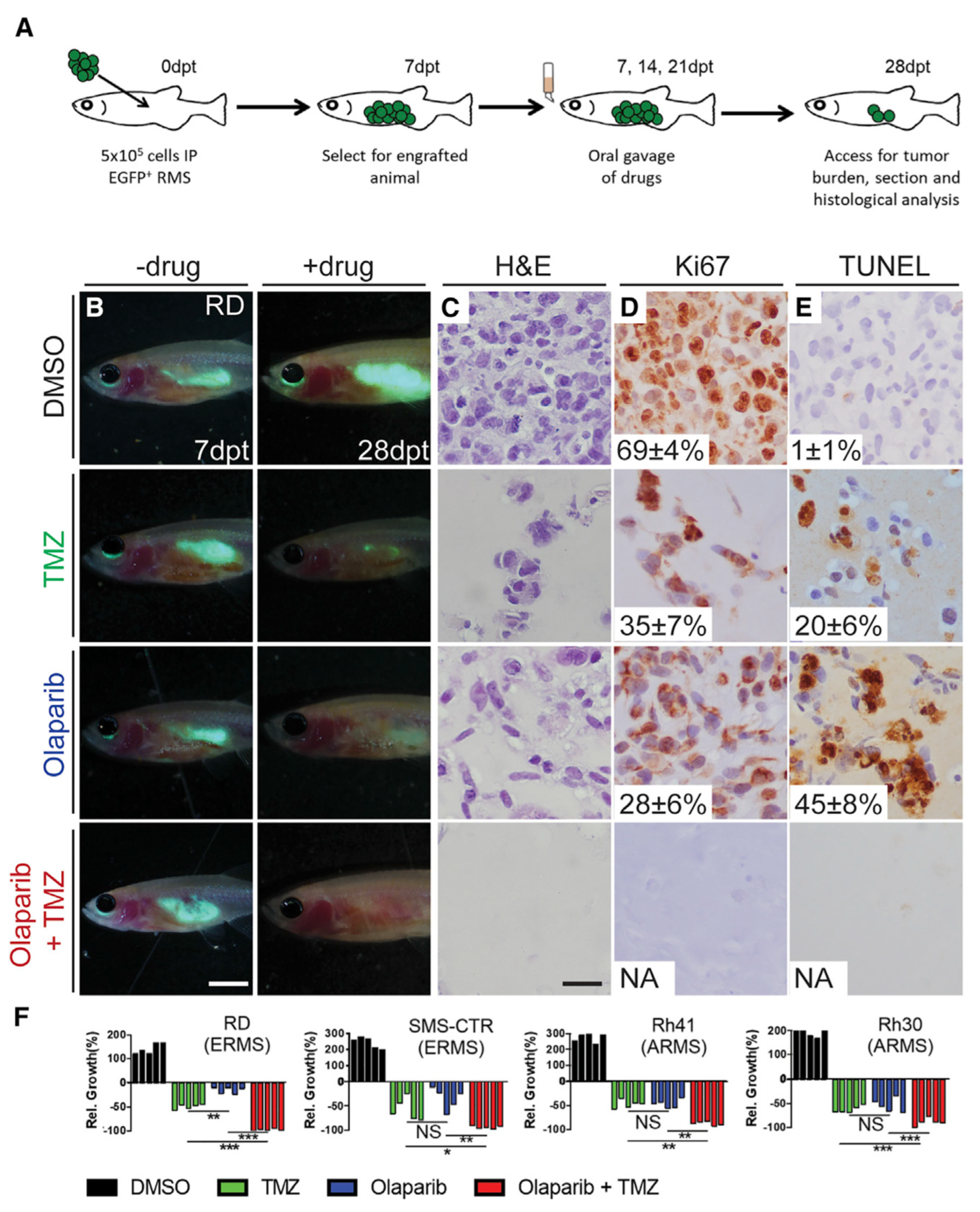 Cancers 15 05269 g013 Cancers 15 05269 g013