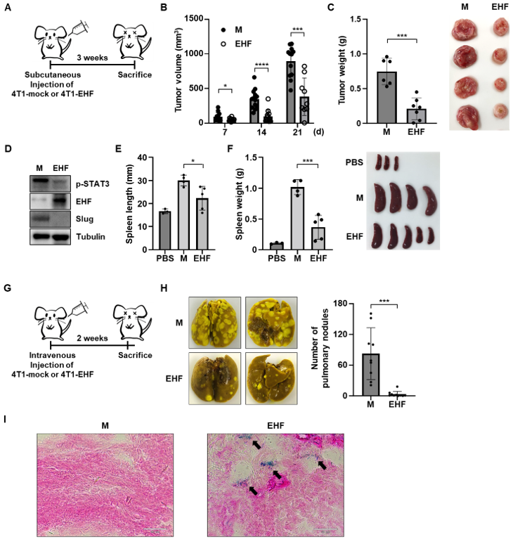 Cancers 15 05270 g007
