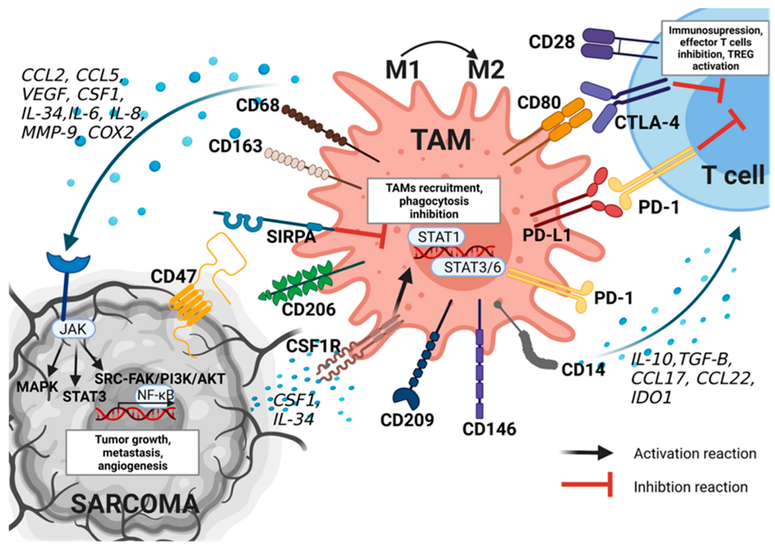 Cancers 15 05294 g002 Cancers 15 05294 g002