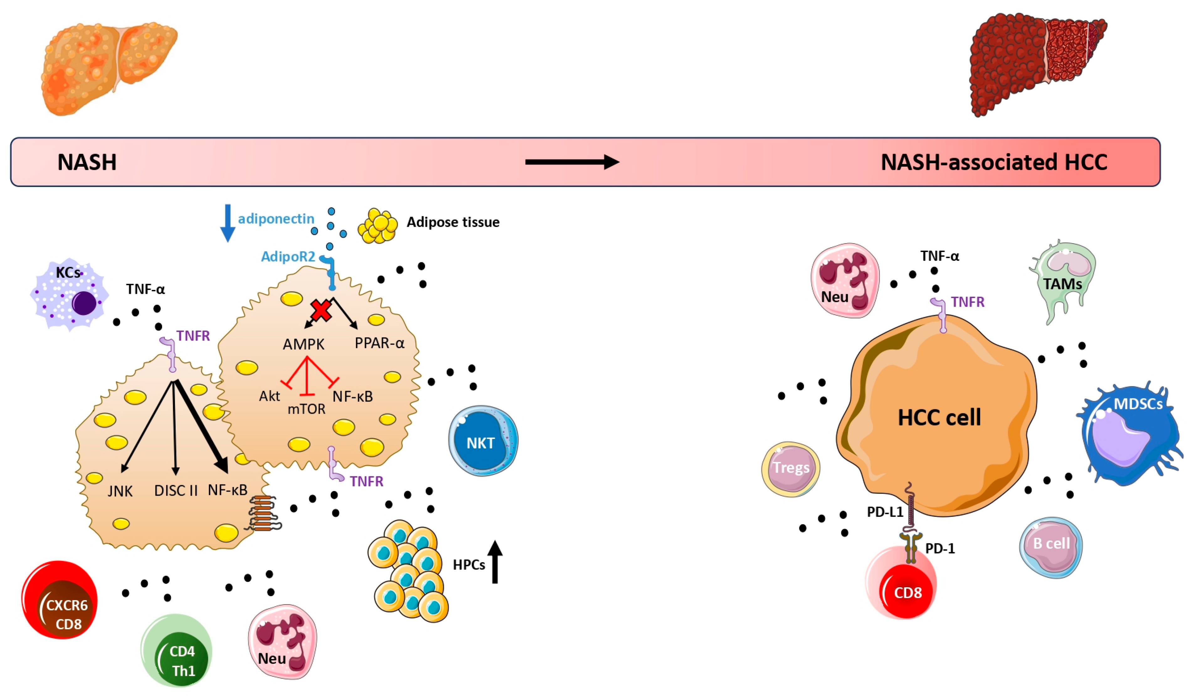 Cancers | Free Full-Text | Tumor Necrosis Factor-Alpha and