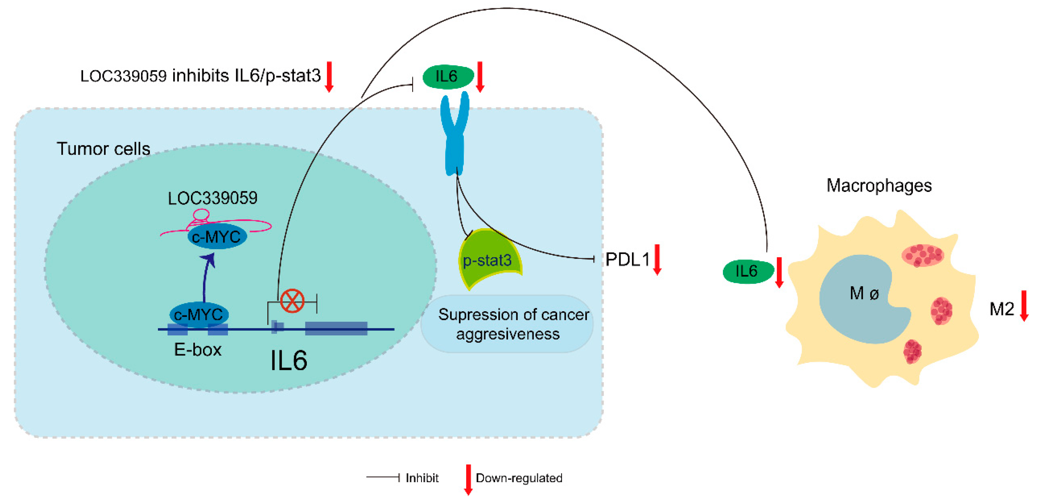 Cancers 15 05313 g008
