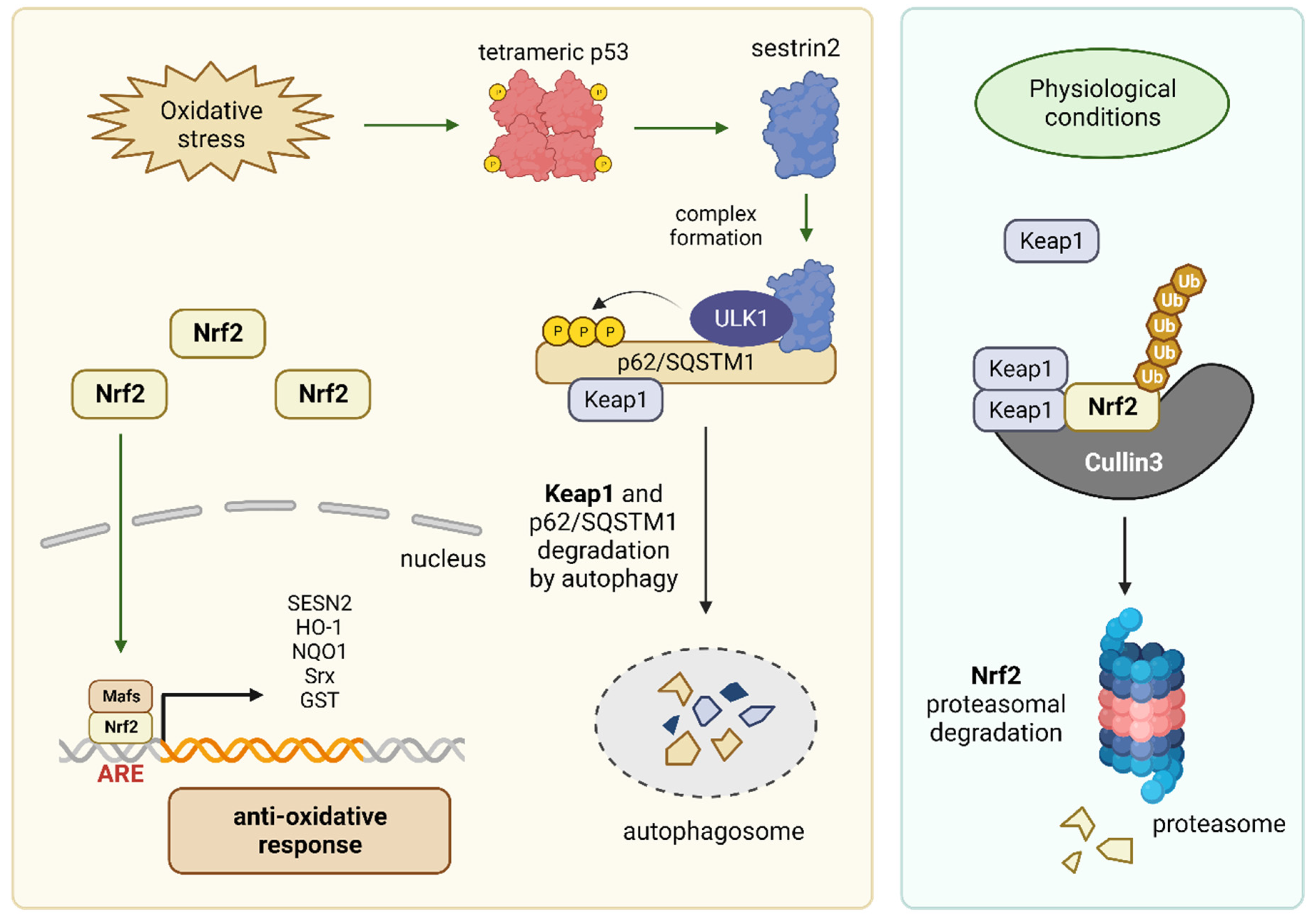 Cancers 15 05390 g004 Cancers 15 05390 g004