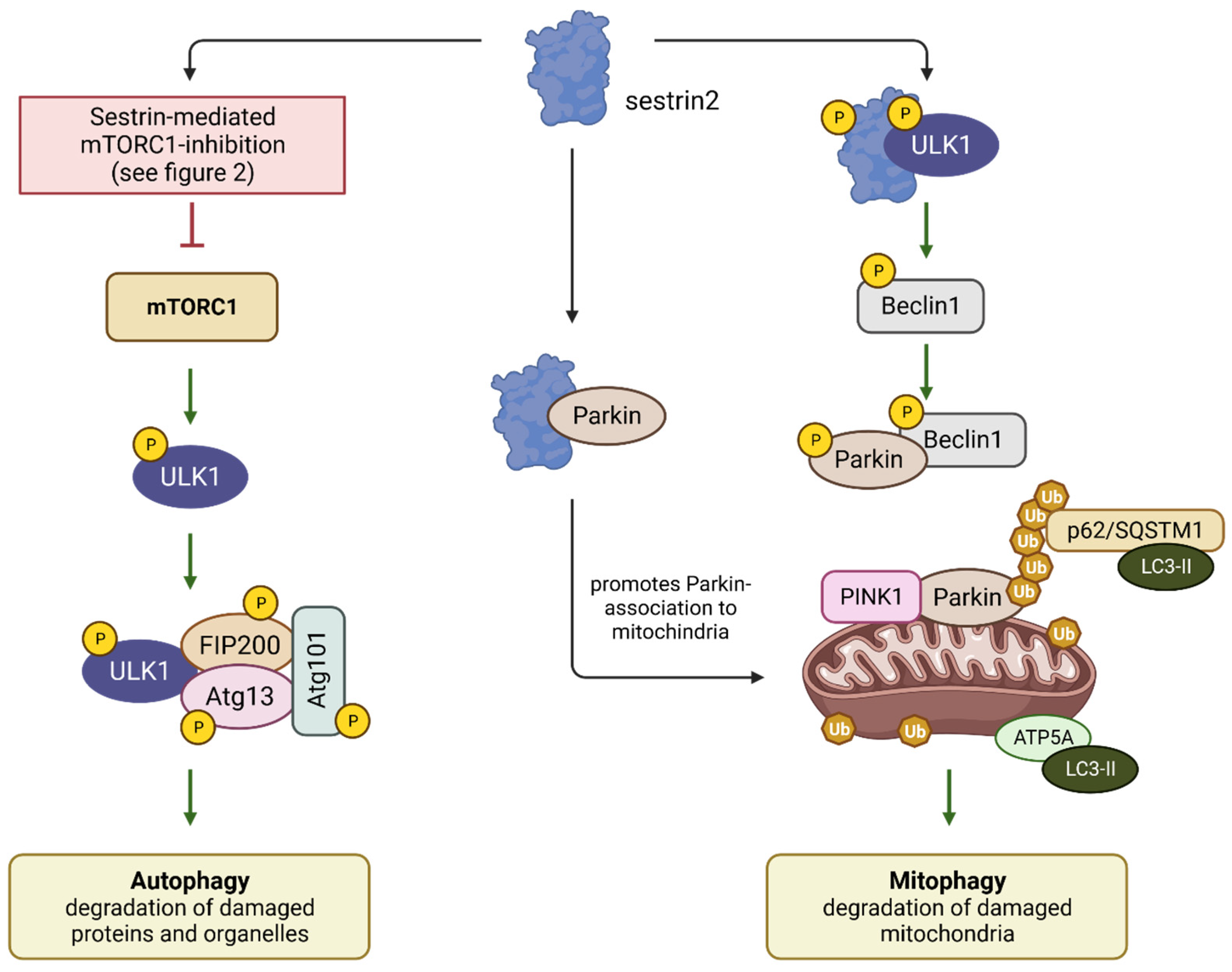 Cancers 15 05390 g005 Cancers 15 05390 g005