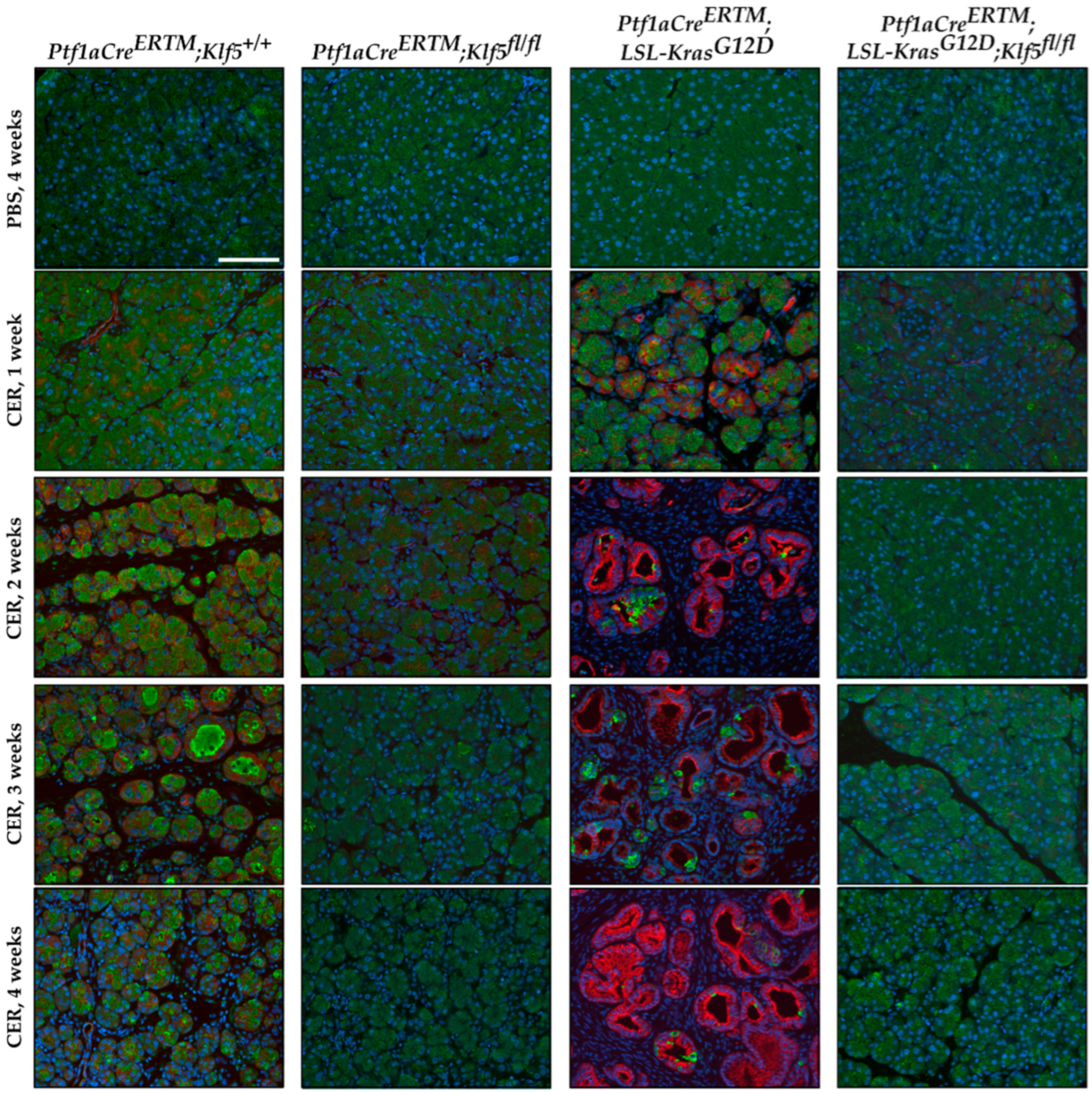 Cancers 15 05427 g005