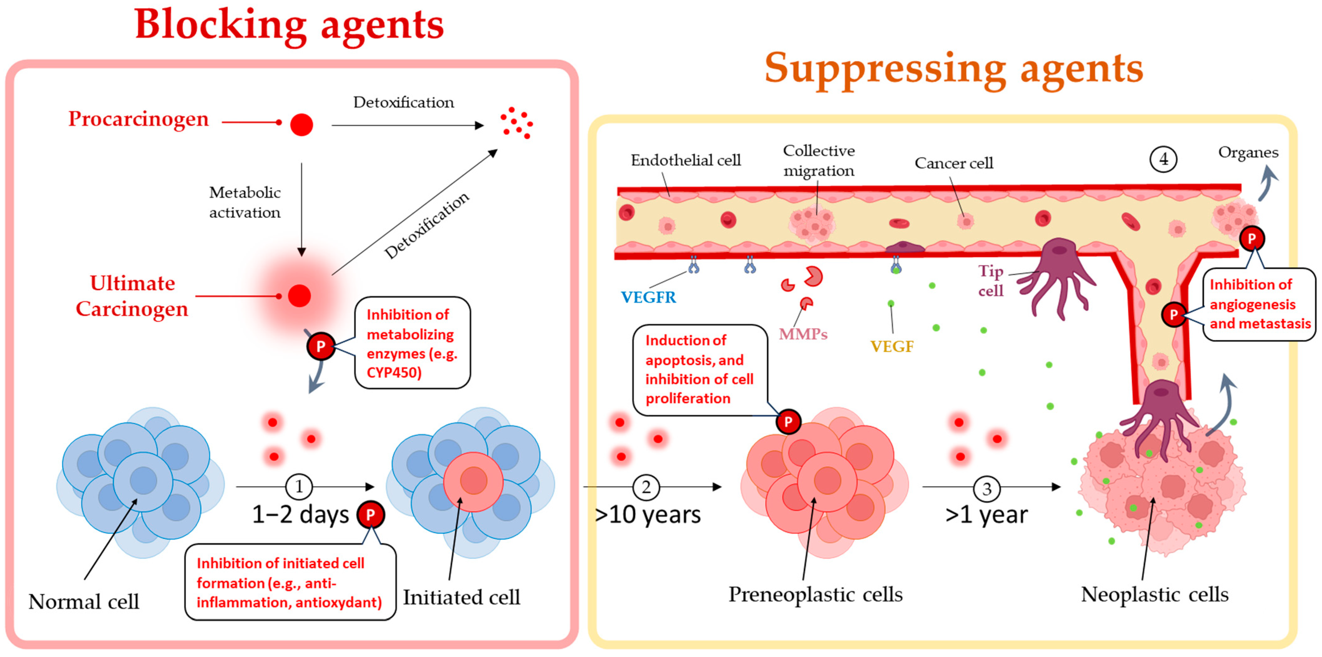Cancers 15 05488 g002 Cancers 15 05488 g002