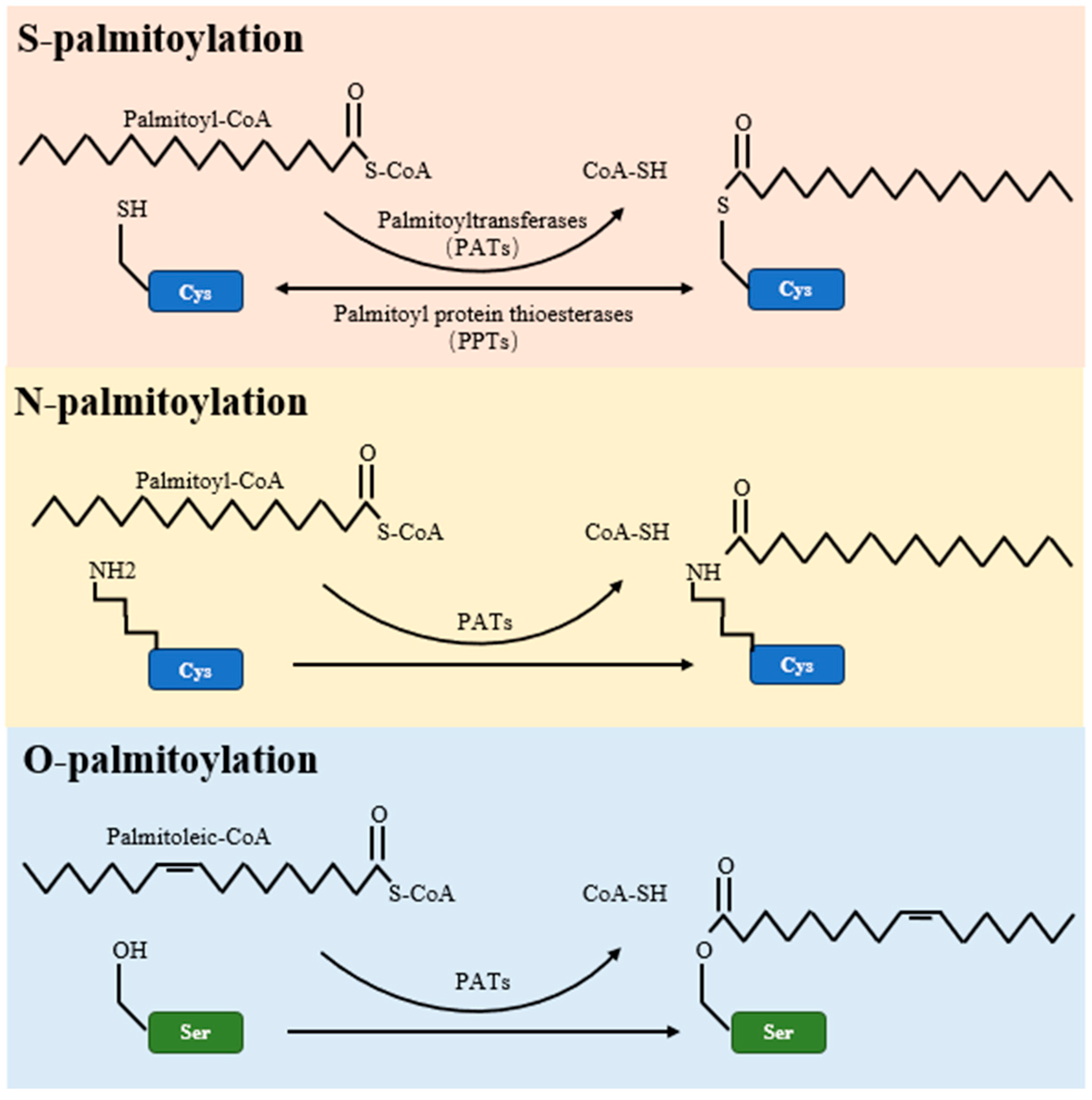 Cancers | Free Full-Text | Advances of Protein Palmitoylation in 