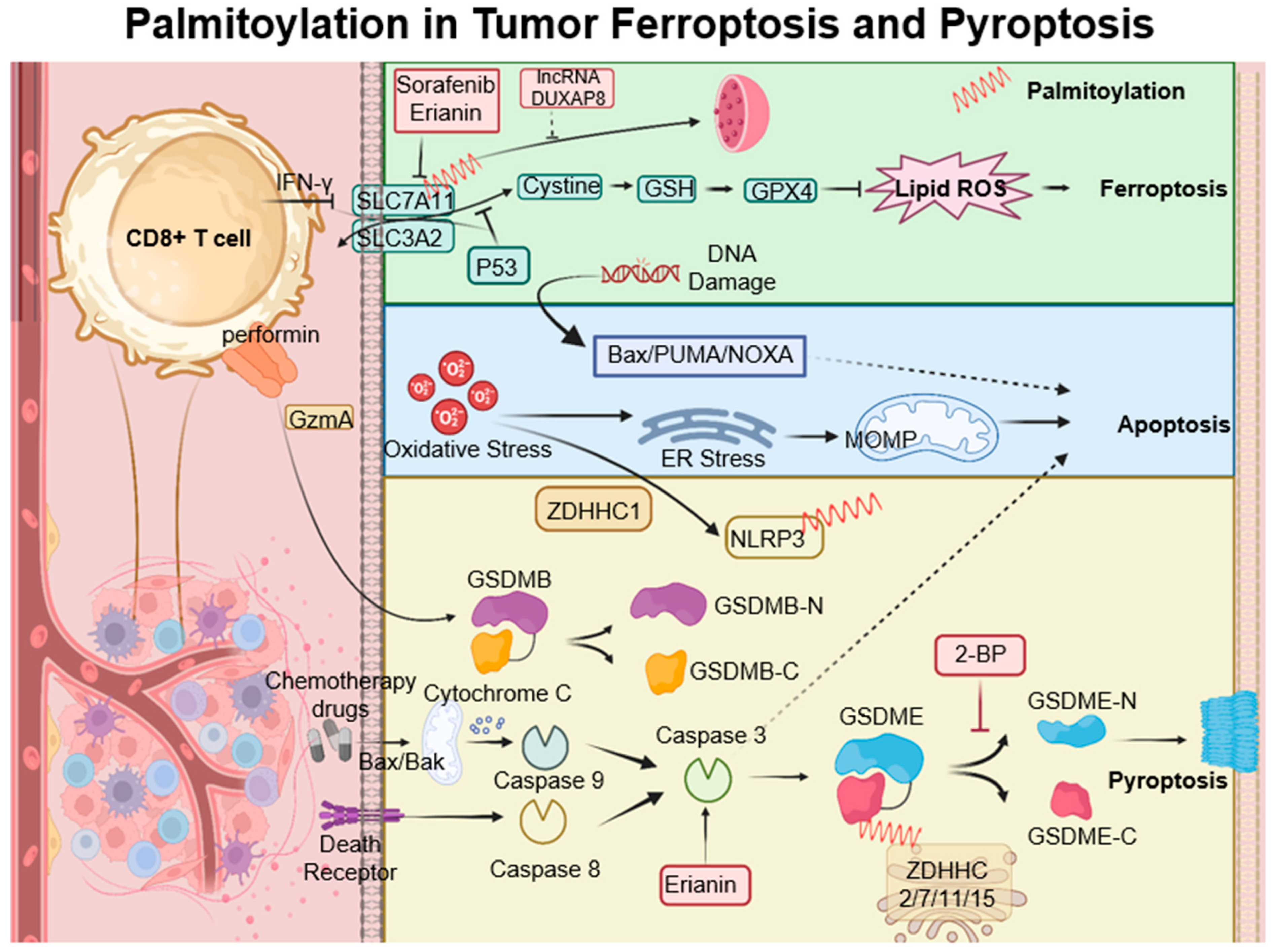Cancers 15 05503 g004