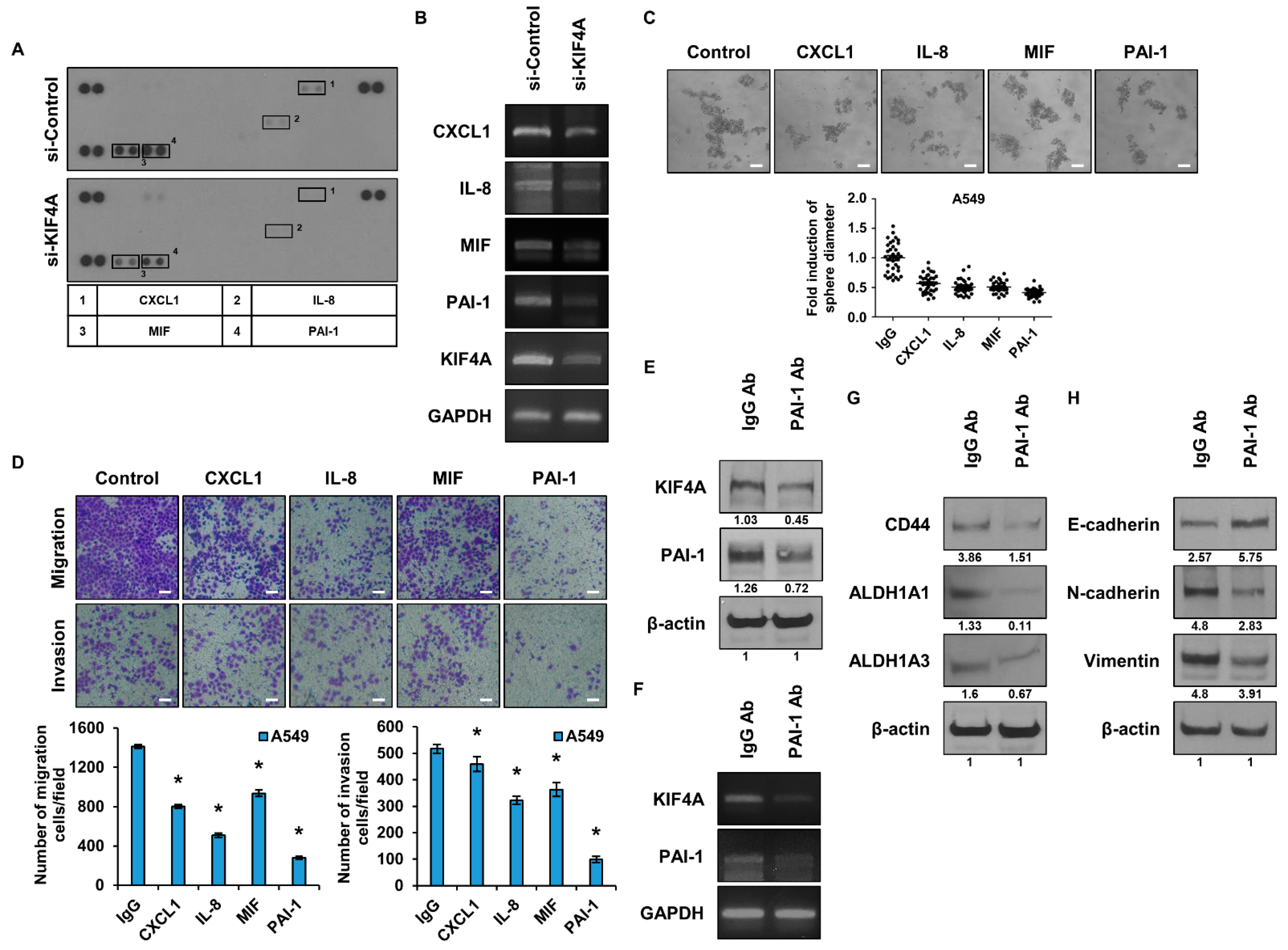 Cancers 15 05523 g004